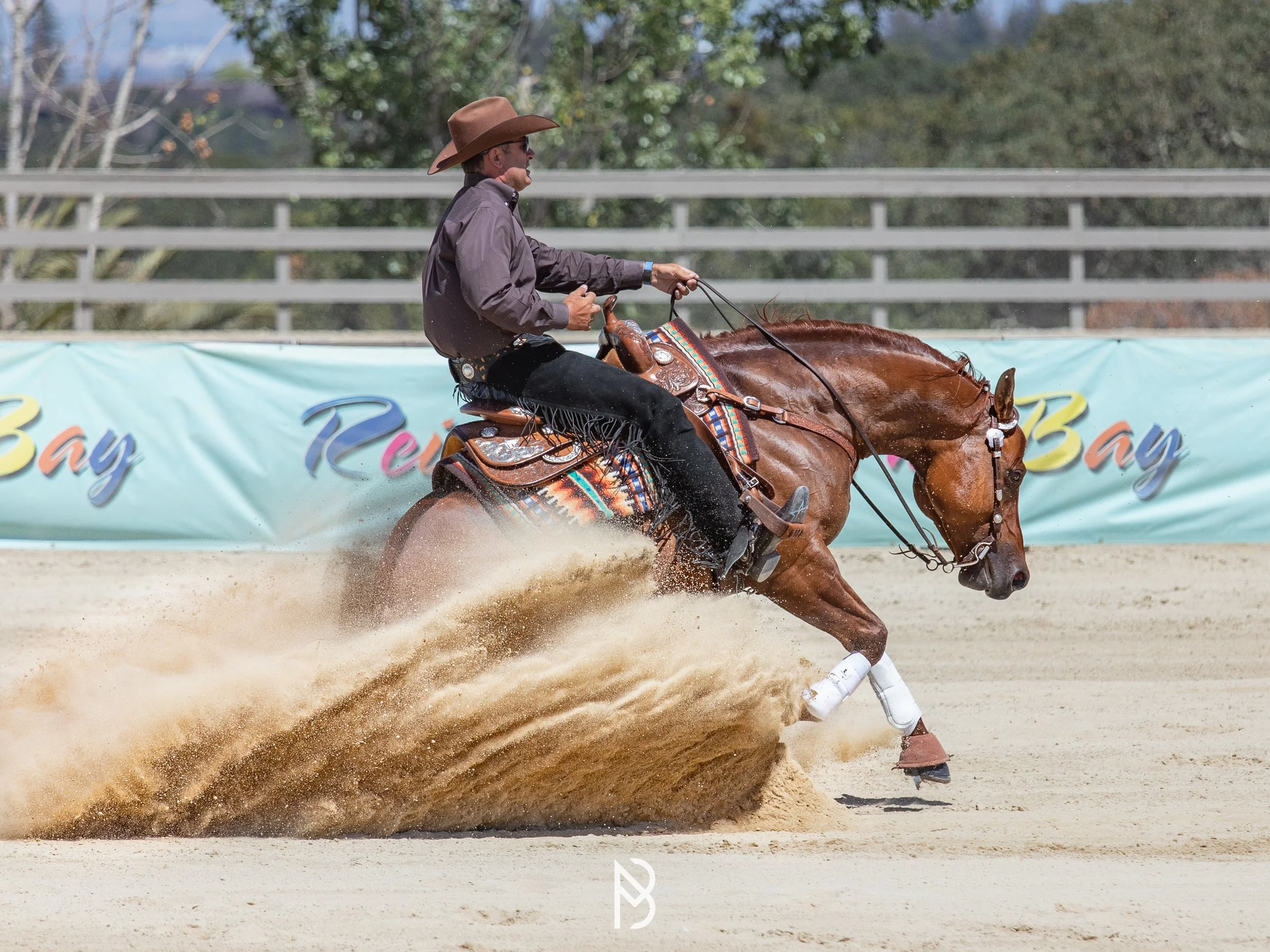 Brown horse sliding to a stop at Reining By The Bay horse show in Woodside, CA