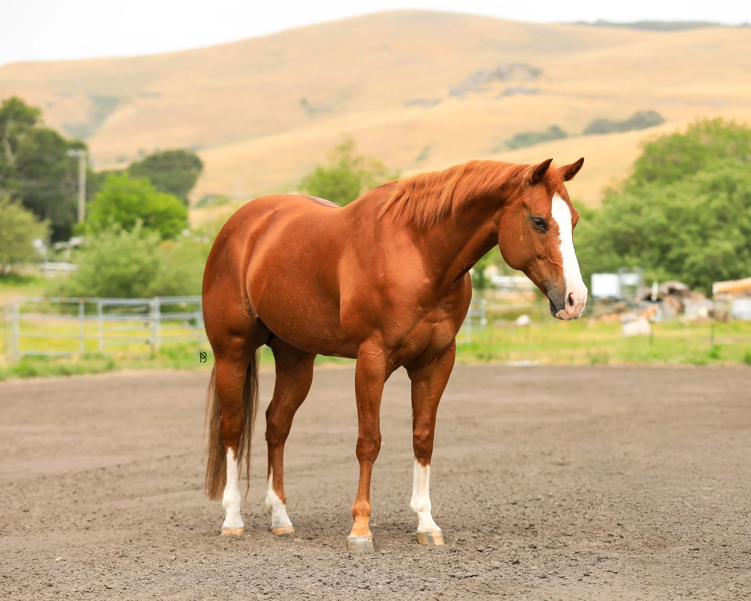 A chestnut horse with a white blaze on its face standing on a dirt surface with green trees and hills in the background.