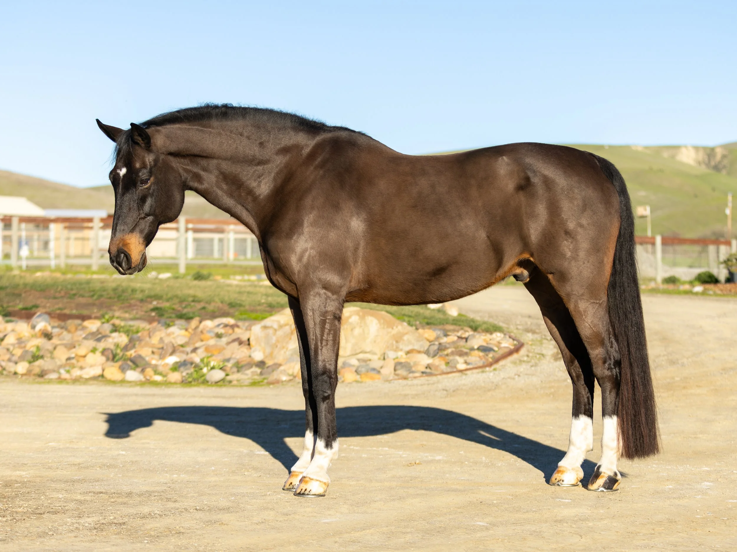 A bay gelding with a white star forehead marking and four white socks, standing outdoors on a dirt surface, with a fence and green hills in the background.