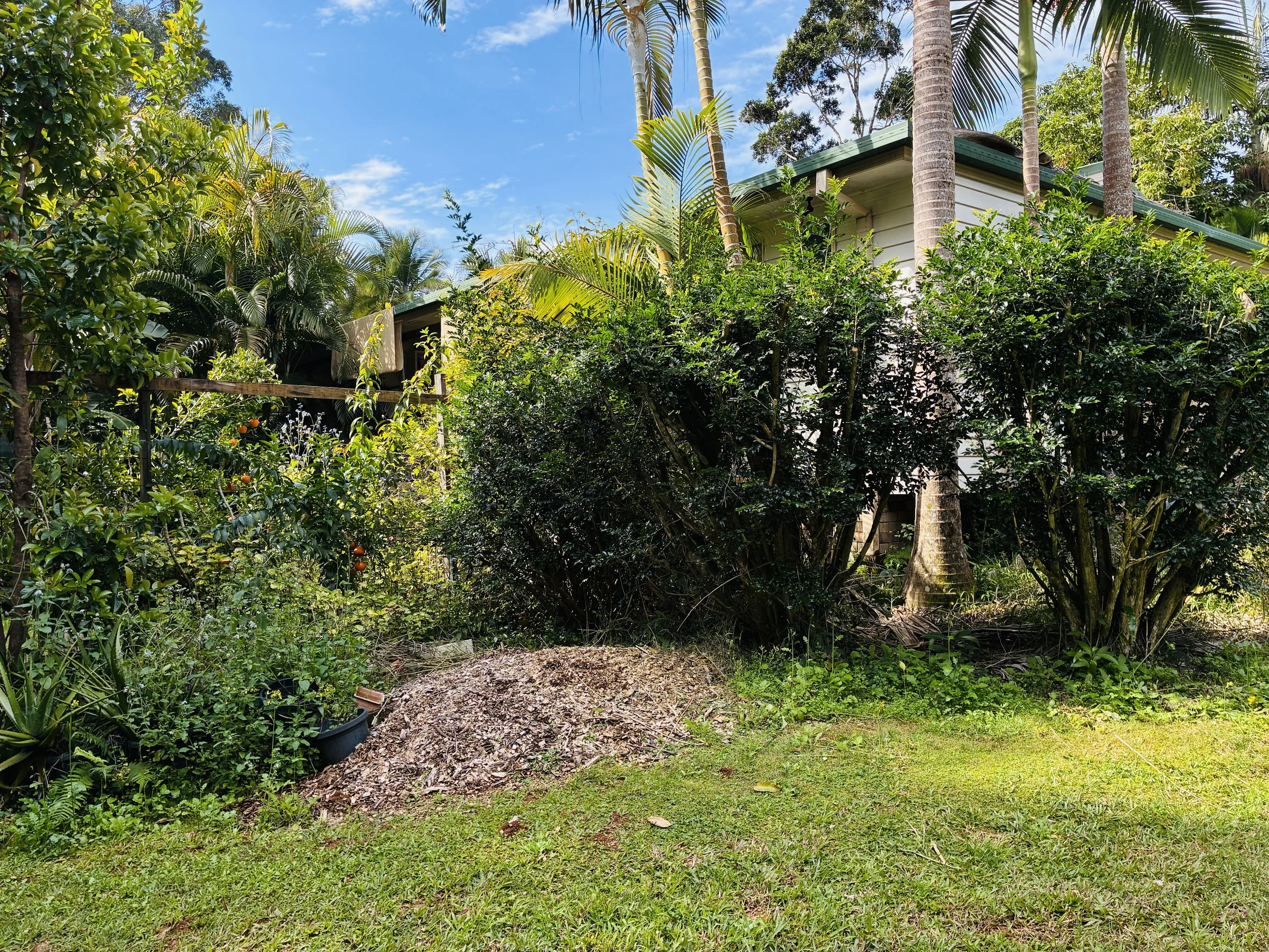 Vegetation provides termite opportunities.jpg
