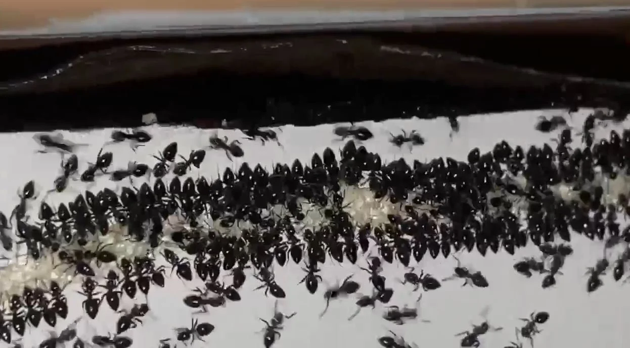 Ant Gel working in Kitchen treatment.JPG