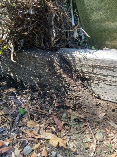 Termite Activity Discovered by Zone Pest in Landscaping.jpg