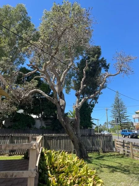 Termites found in tree near property.jpg