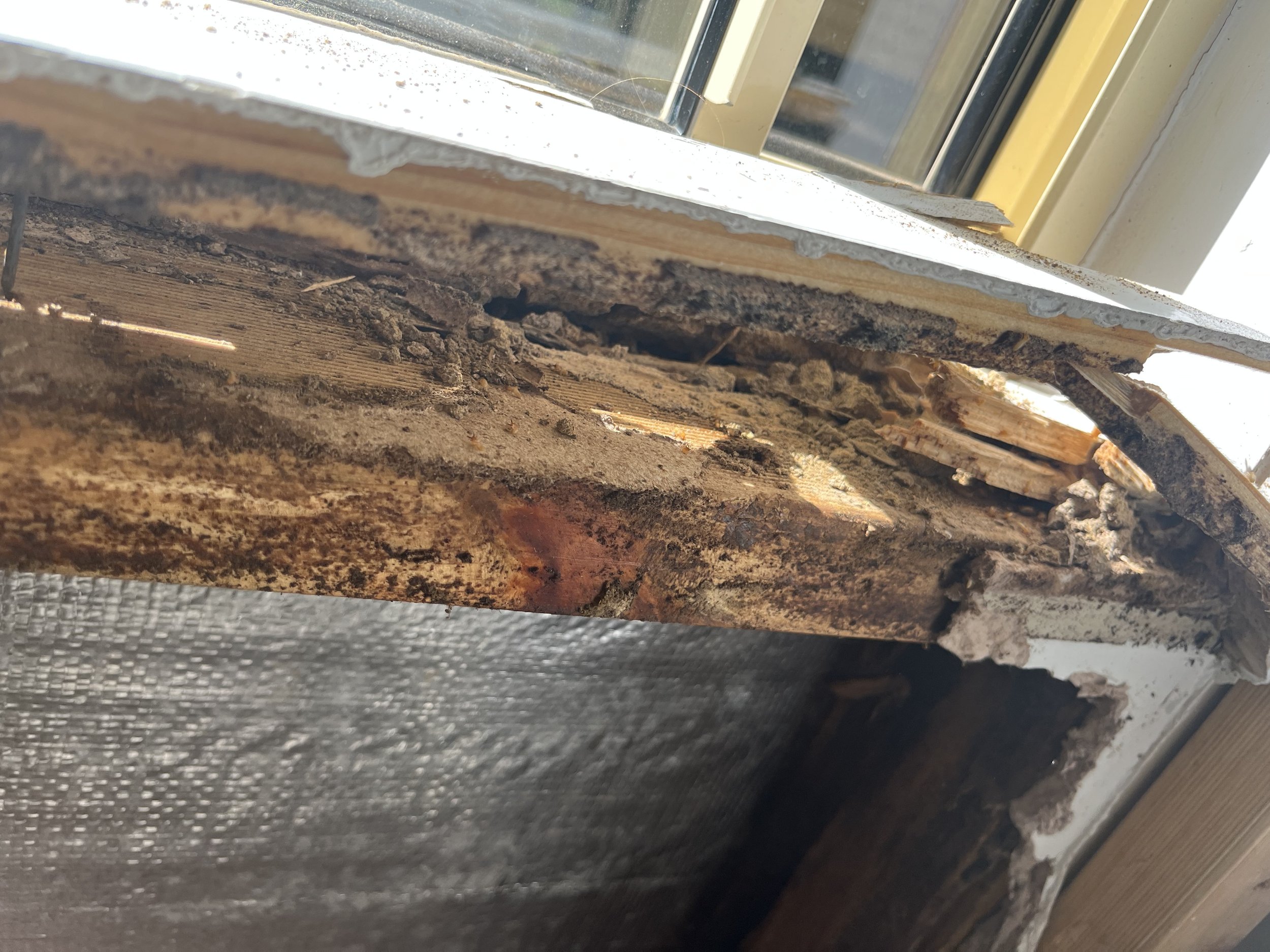 Window Frame Termite Damage.JPEG