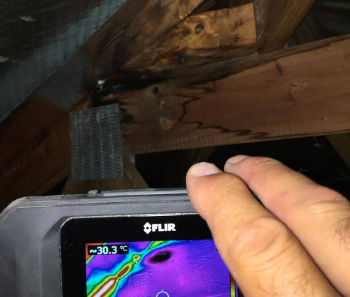 zone pest termite inspections.png
