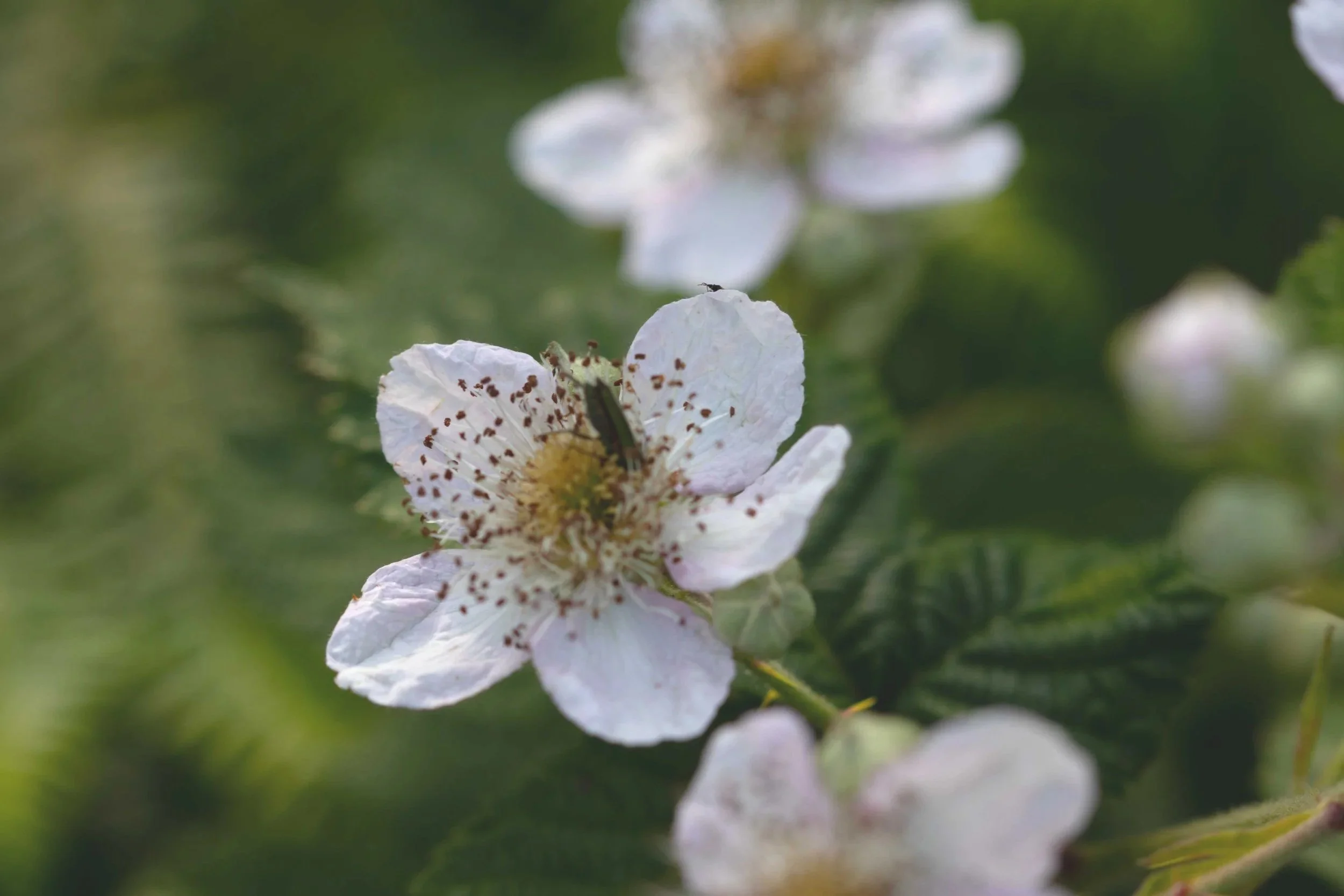 News from Dark Peak Photo about Festival 26