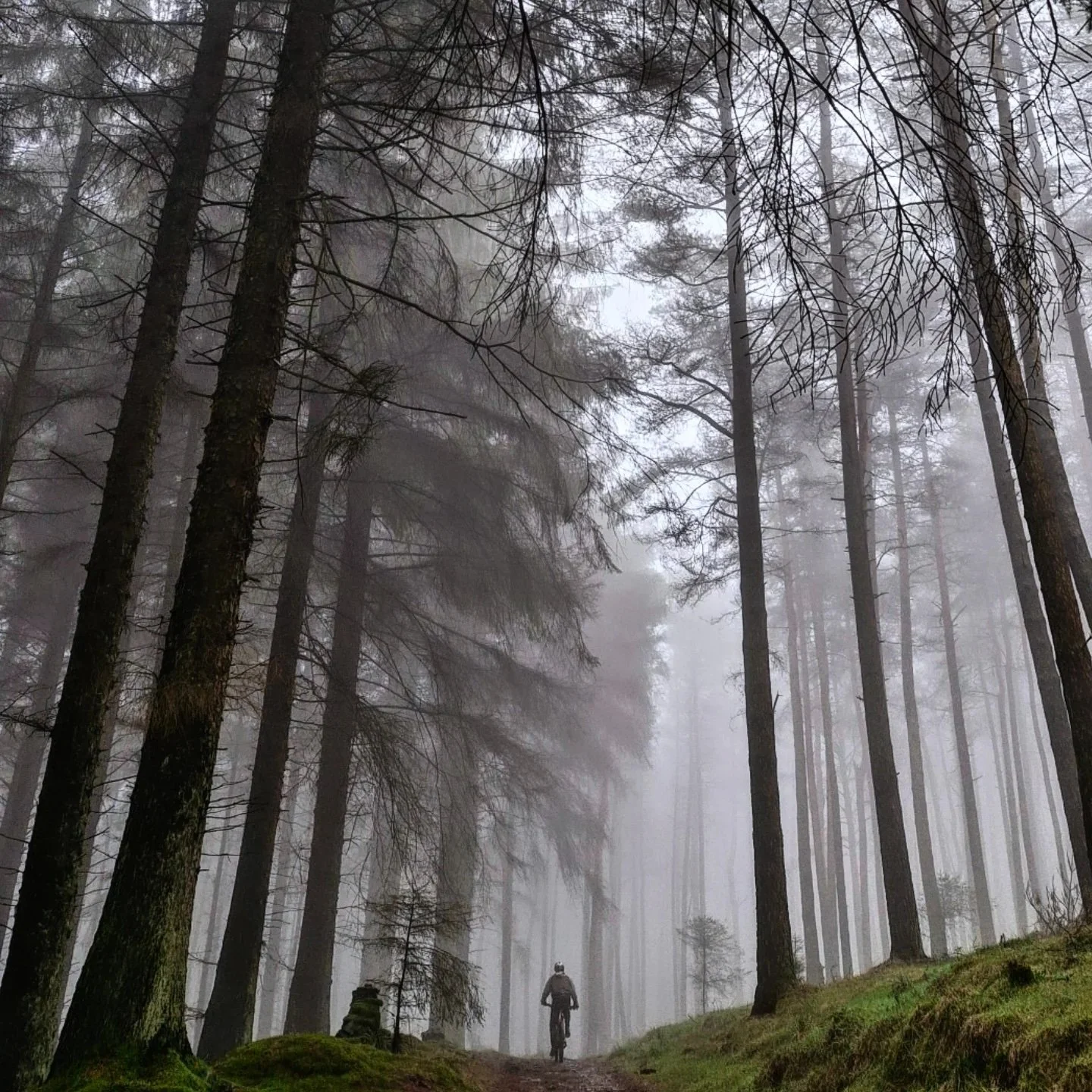 A person riding a mountain bike on a foggy forest trail lined with tall trees and moss-covered ground.