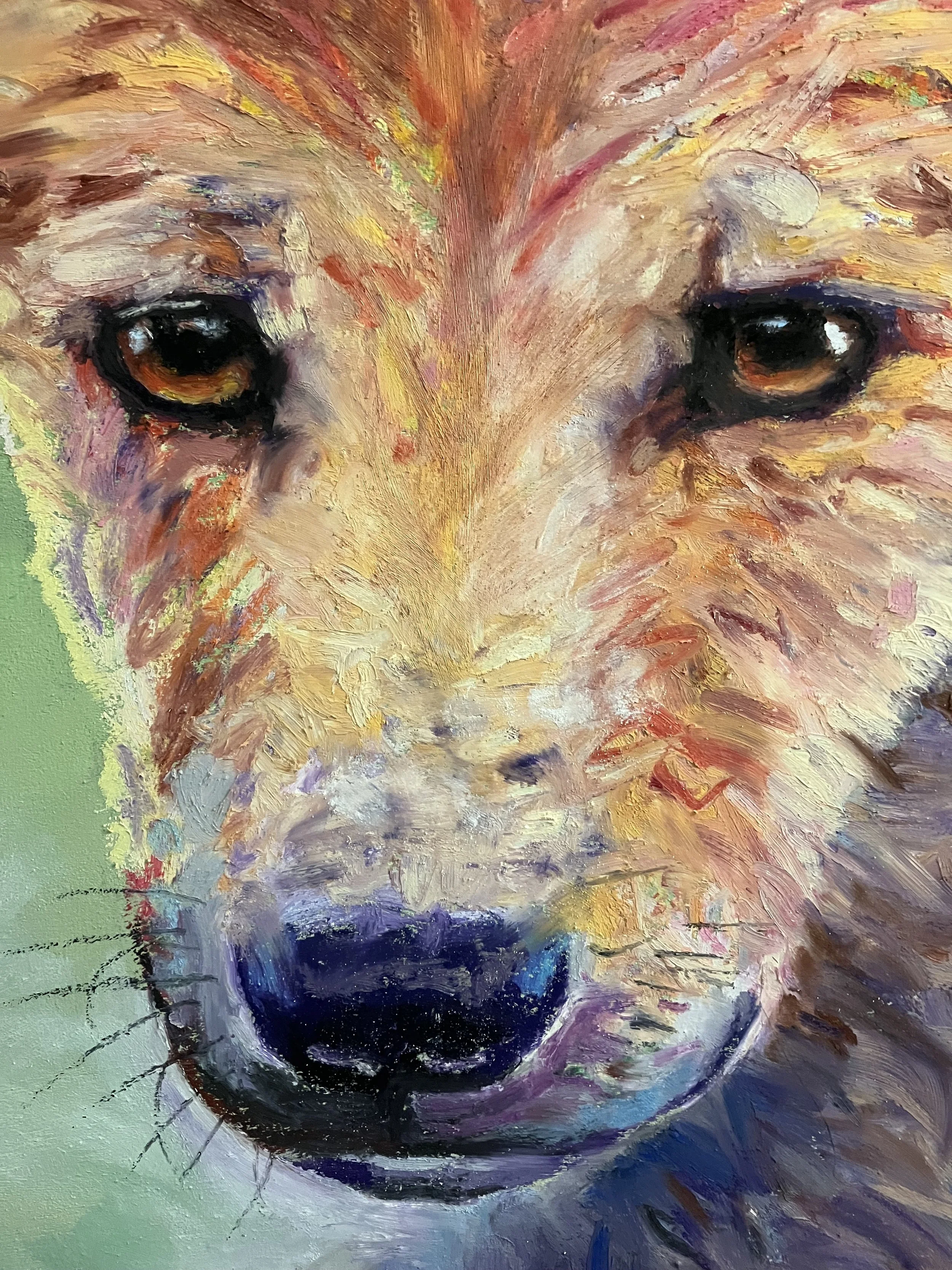 Young dingo