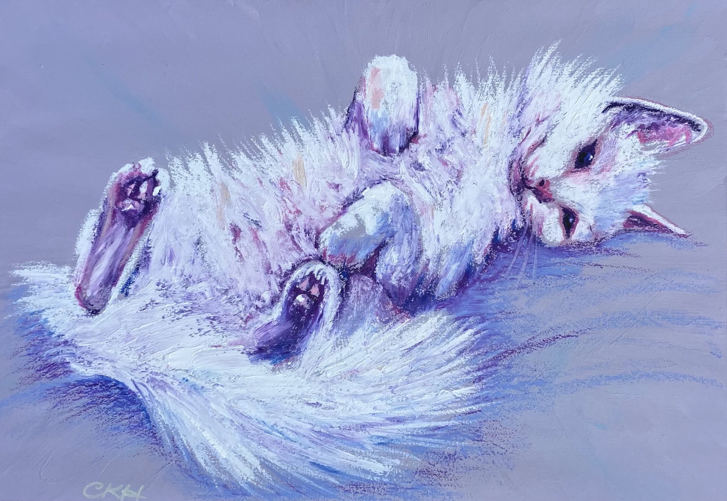 Luna Turkish Angora