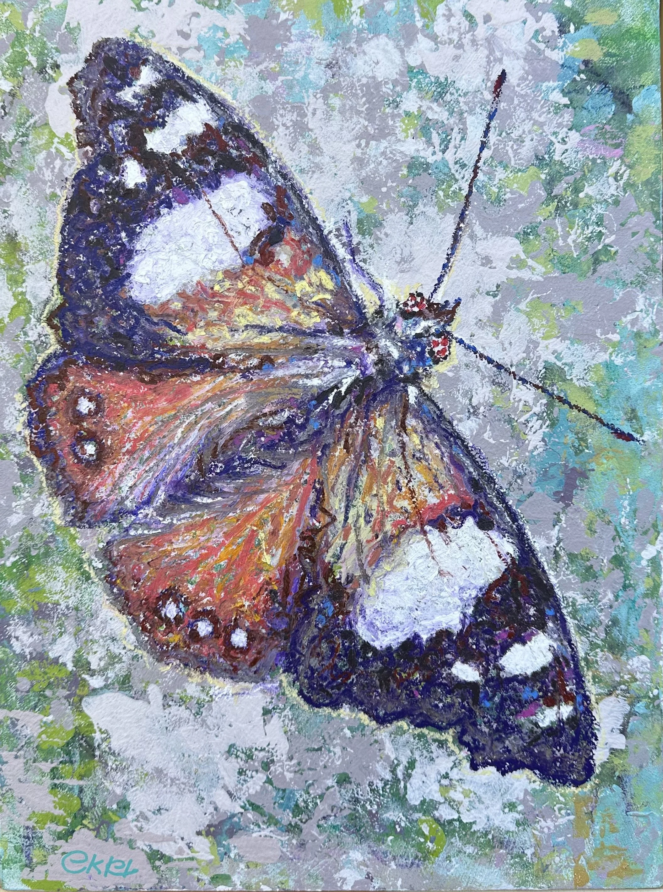 Australian admiral butterfly
