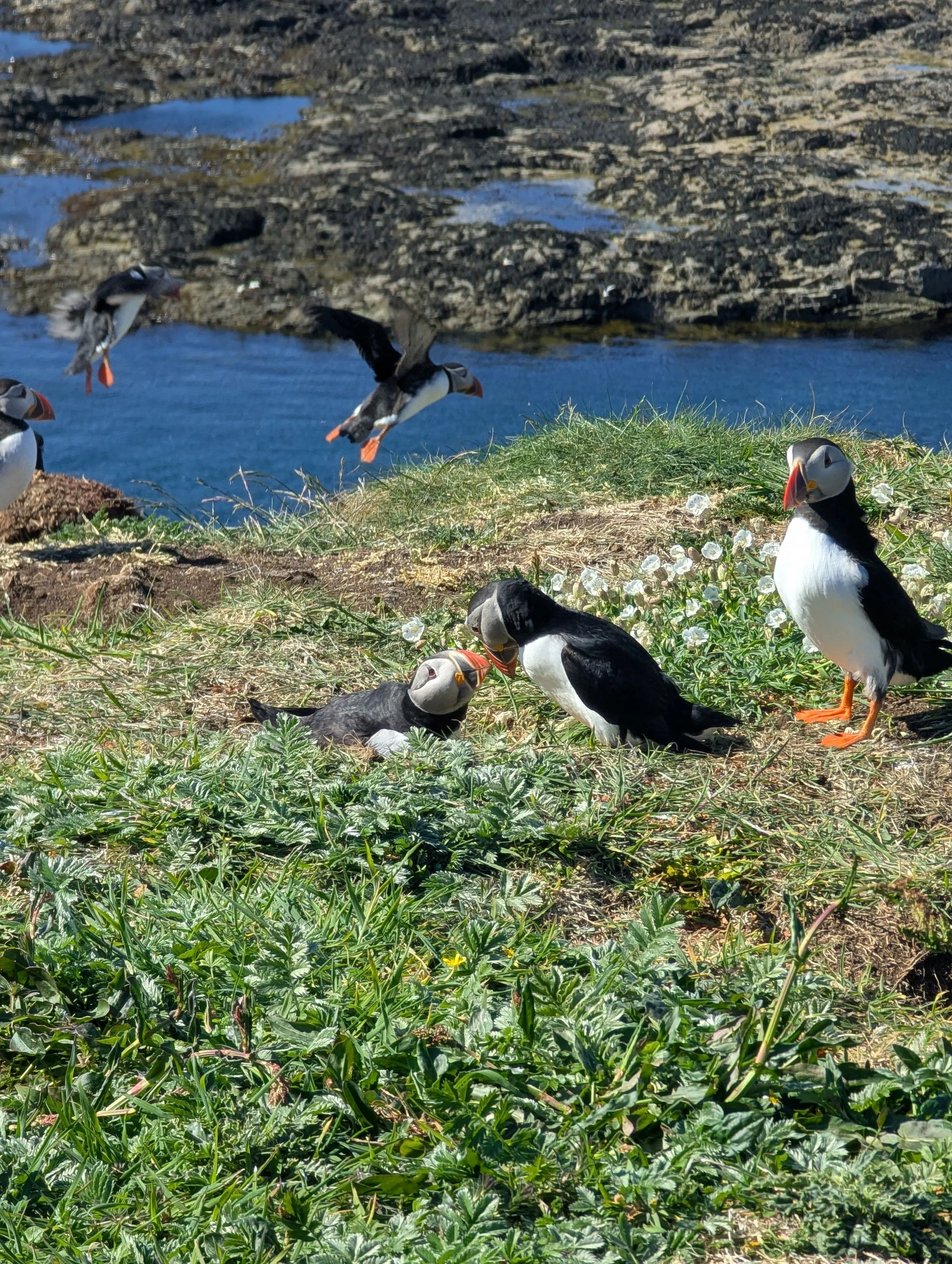 Puffins in Scotland 2025.jpg