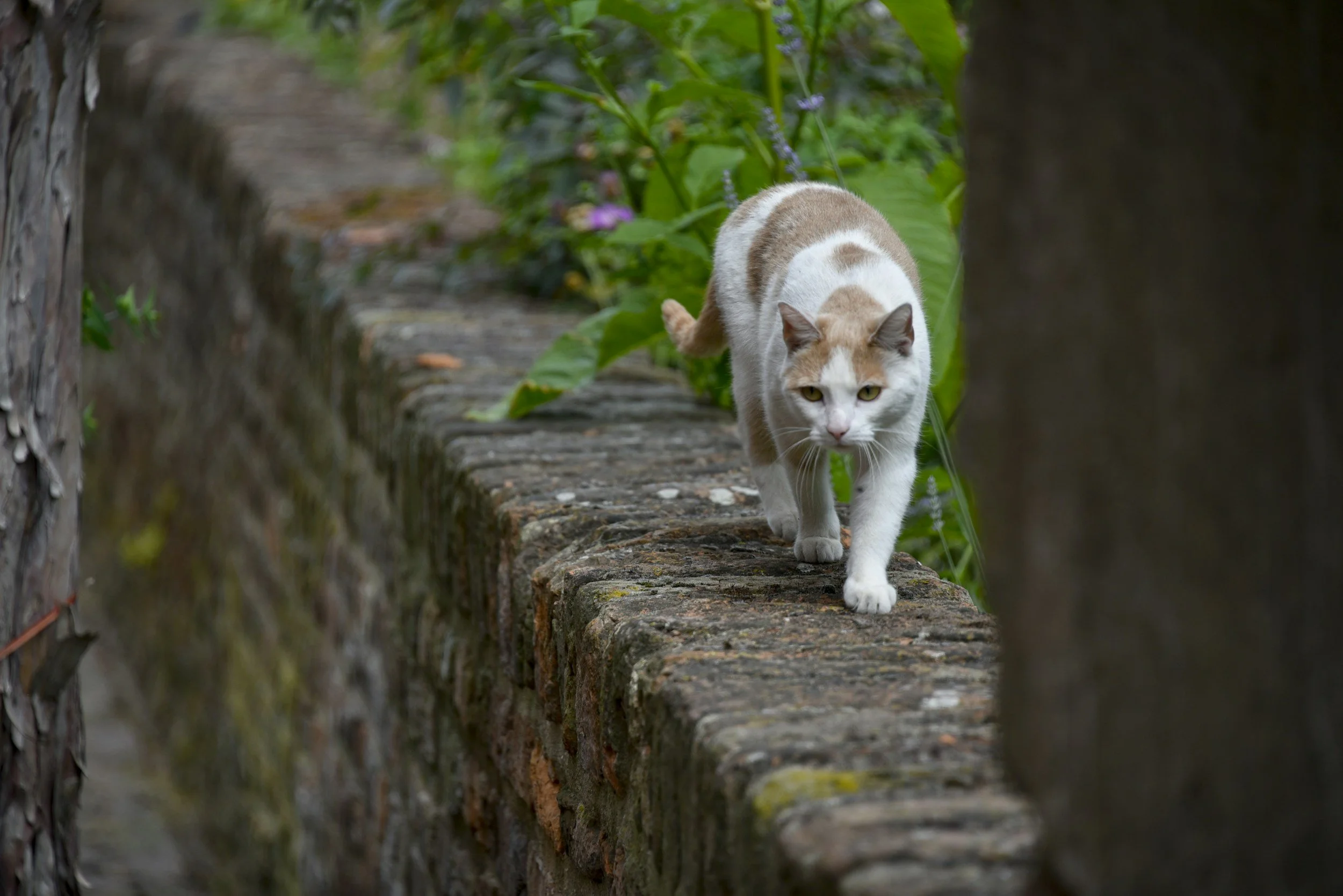 When They Wander: A Mother’s Heart