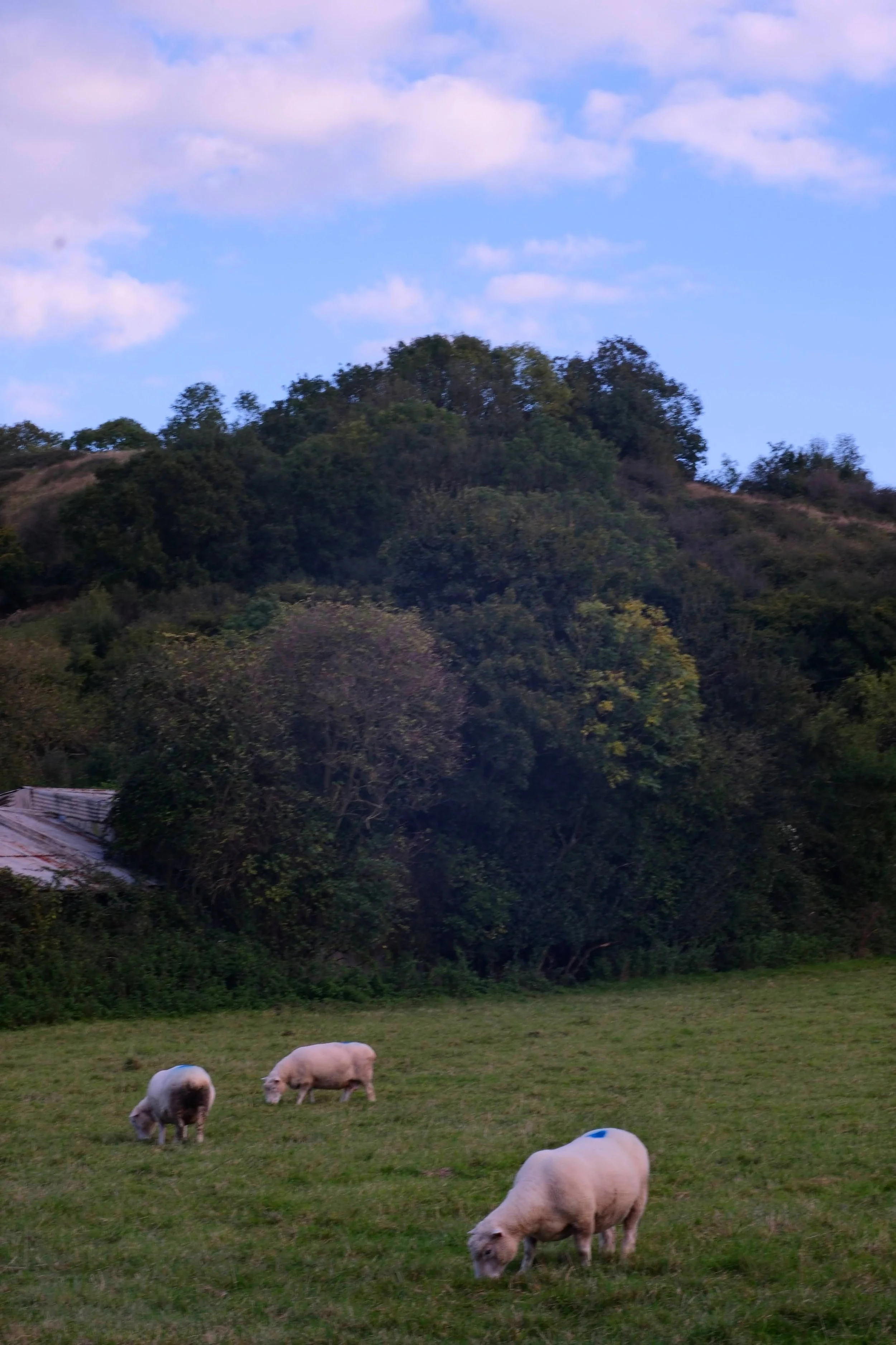 A grassy field with four fluffy white sheep grazing, with a lush green hillside and trees in the background under a partly cloudy sky.