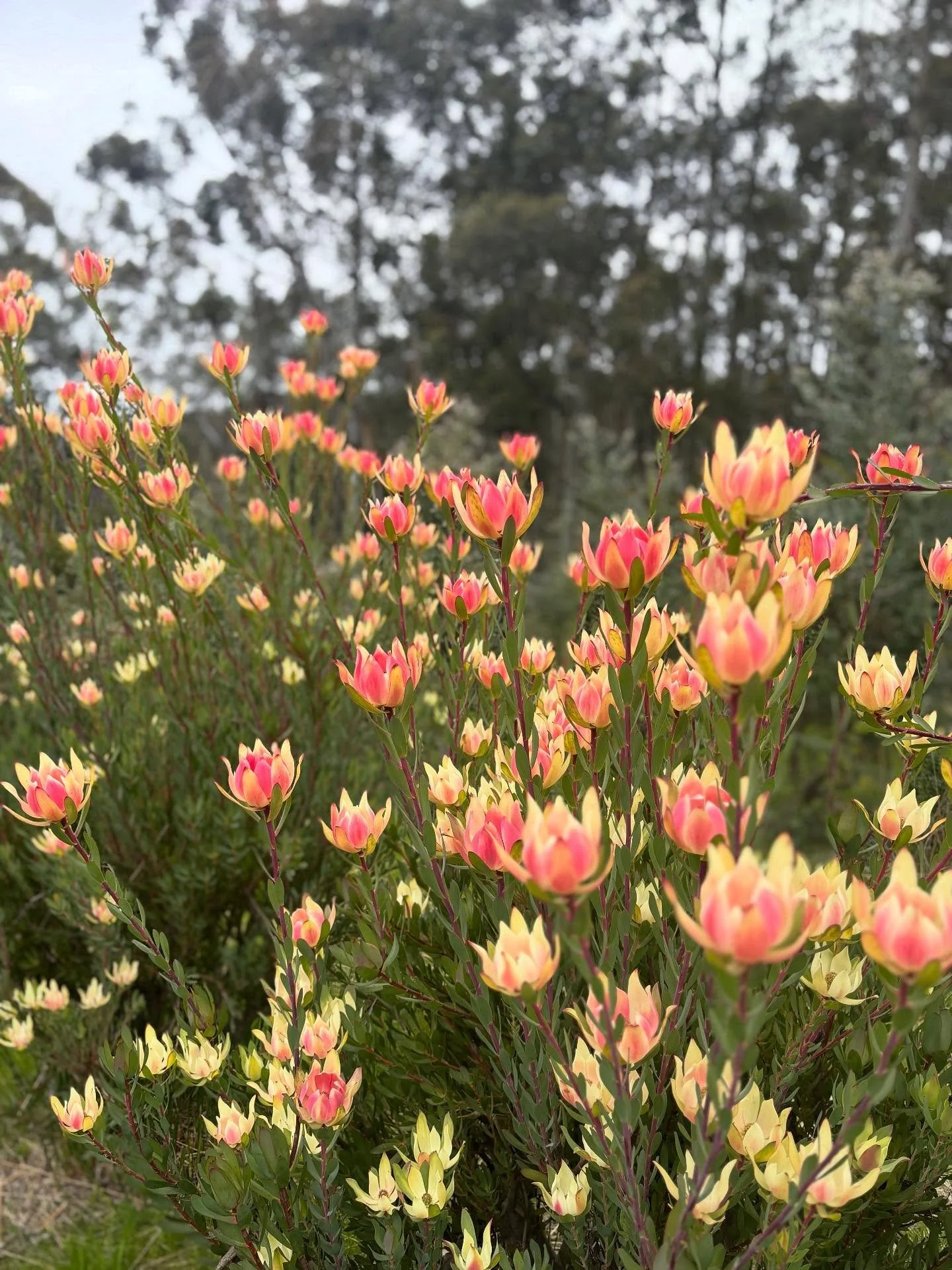 ➡️ swipe to see these peach beauties one week ago.  Helloooooo Spring (16 candles leucadendron 🍑)
#wildflowers #adelaidehills