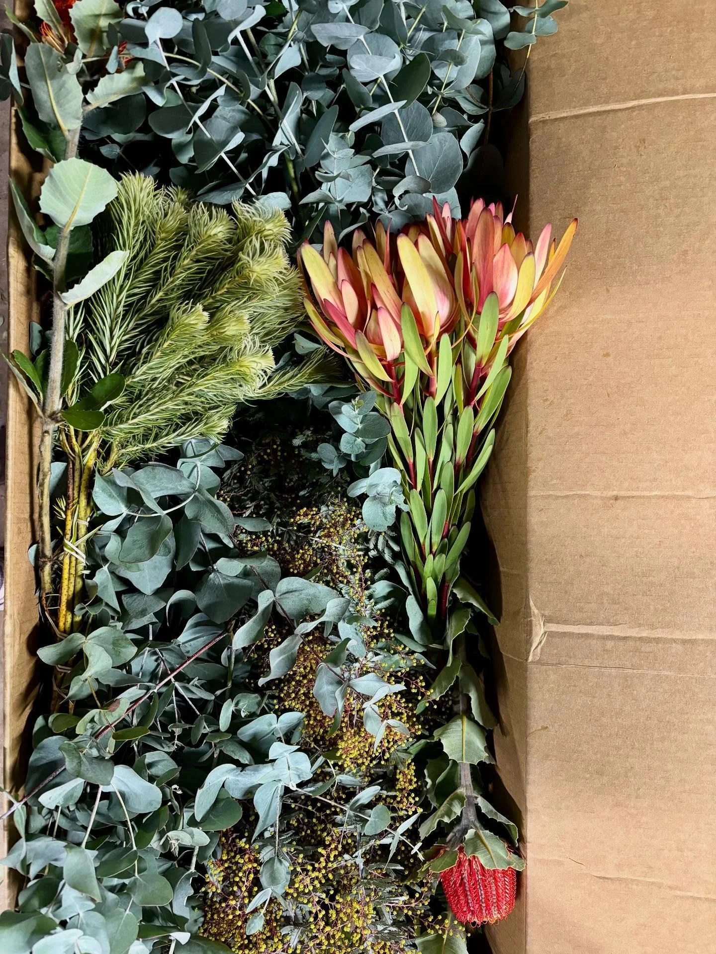 (Flower) Farm life lately💛