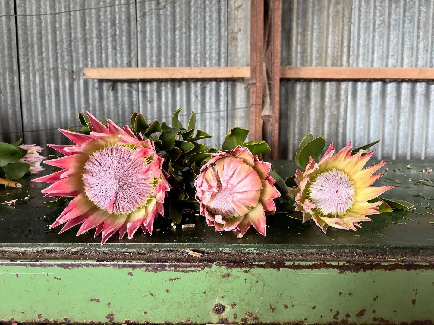Weathering some crazy weather this week and still blooming beautifully. We 🩷 natives.
#wildflowers #adelaidehills