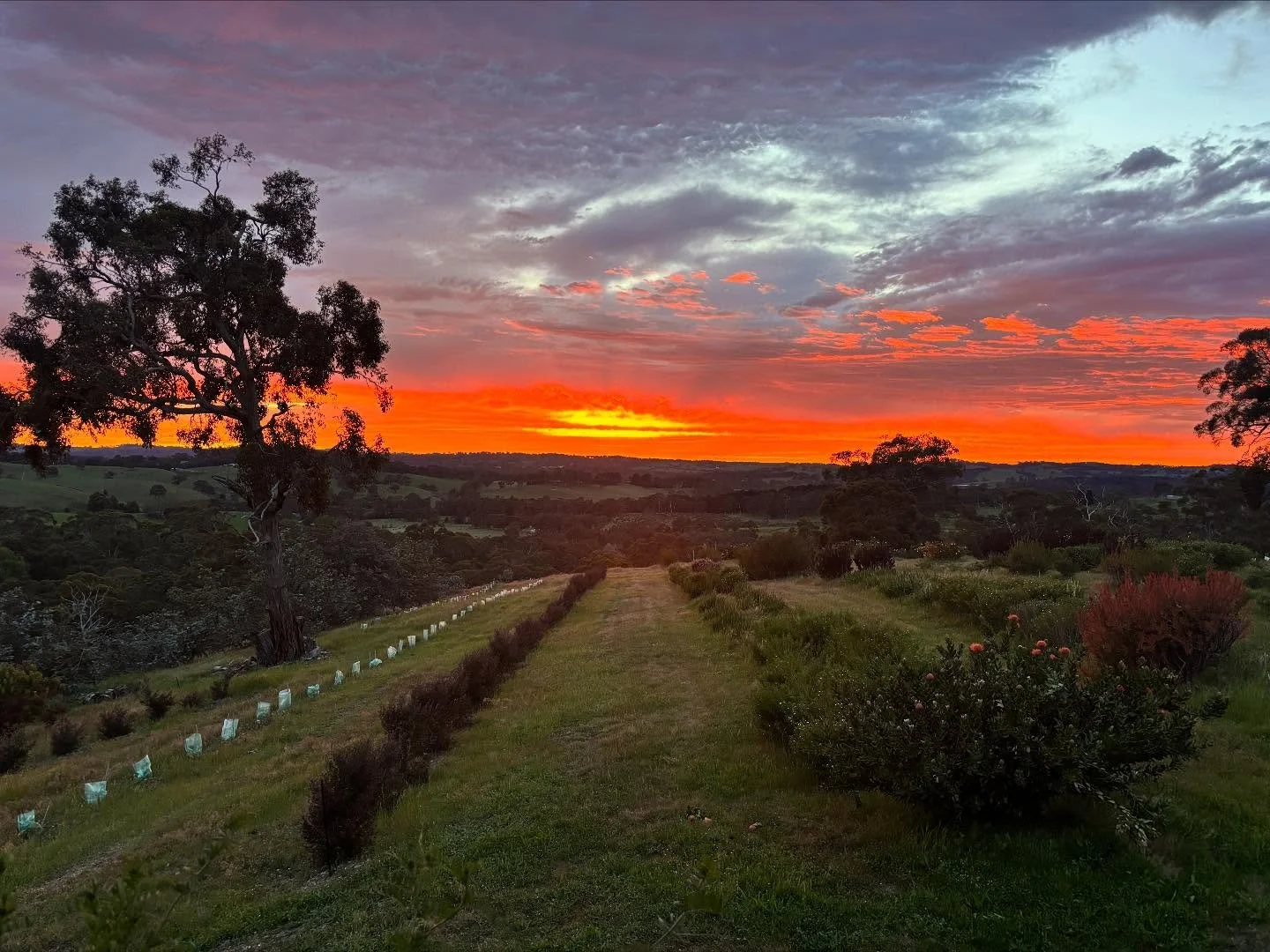 Always changing, always delighting.
A week of this view 💛🧡
#wildflowers #adelaidehills #view