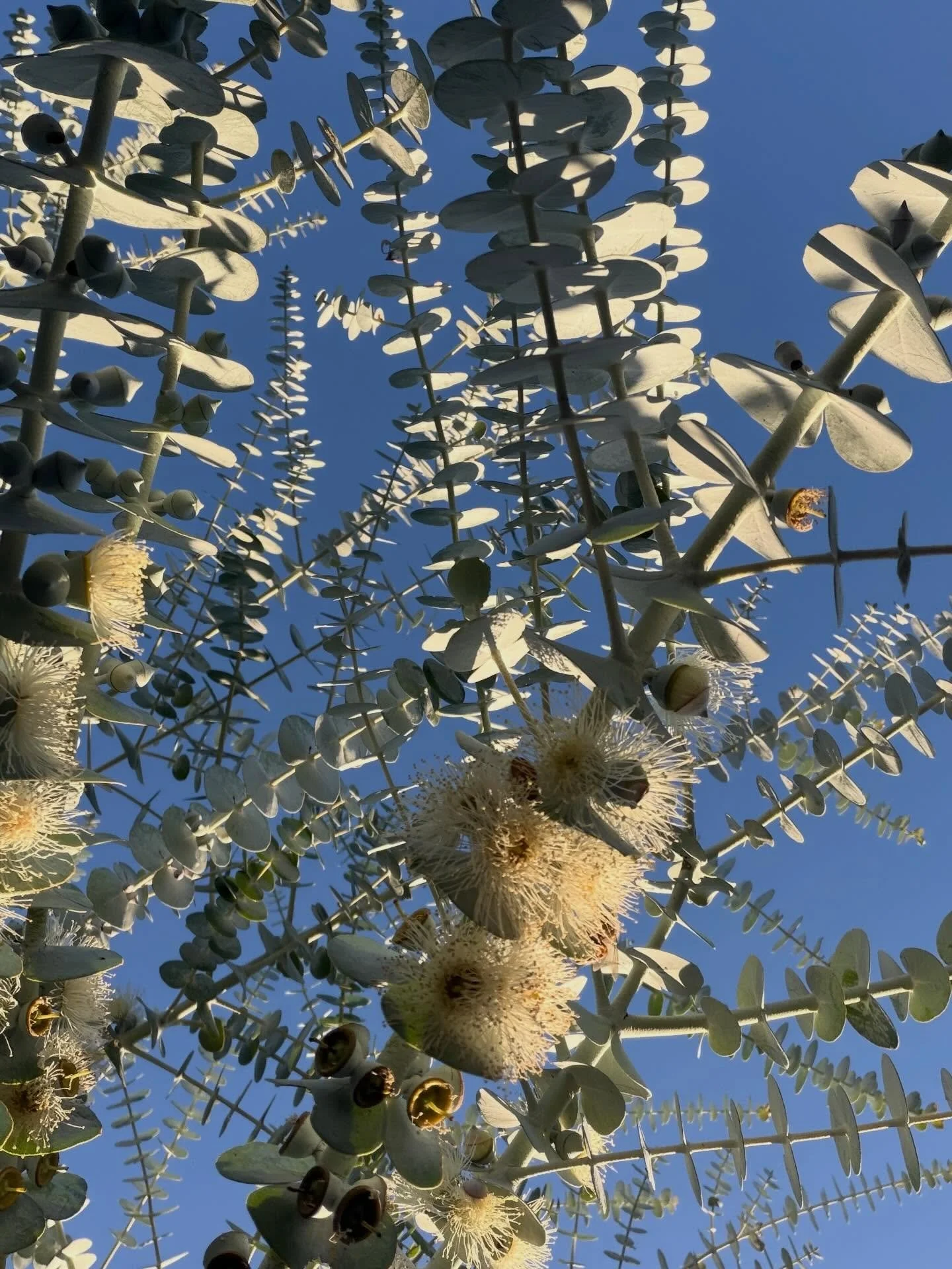Easter treats galore at the farm!🐣 
Visit us at the shed door in Balhannah on Thursday to pick up your own fresh blooms.
You can also catch us at the Adelaide Farmer&rsquo;s Market each Sunday at Wayville💐