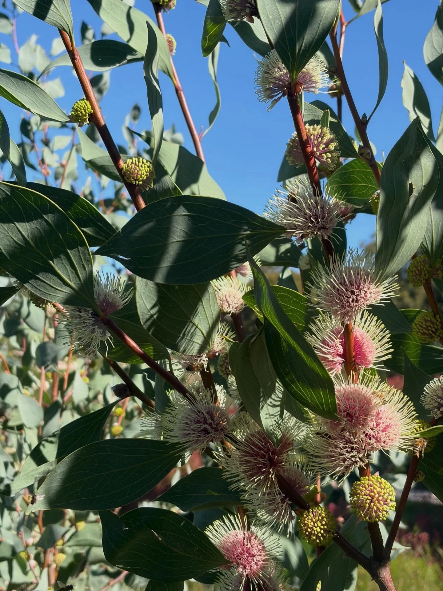 Green scenes today 💚💚 

Join us at our Balhannah farm this May for something special:

🎨 Out very first Landscape Painting workshop x @tessbartholomew_ (perfect for Mother&rsquo;s Day!) - Sat 23 May.
💐 Classic Bouquet Masterclass - Sun 31 May.

S
