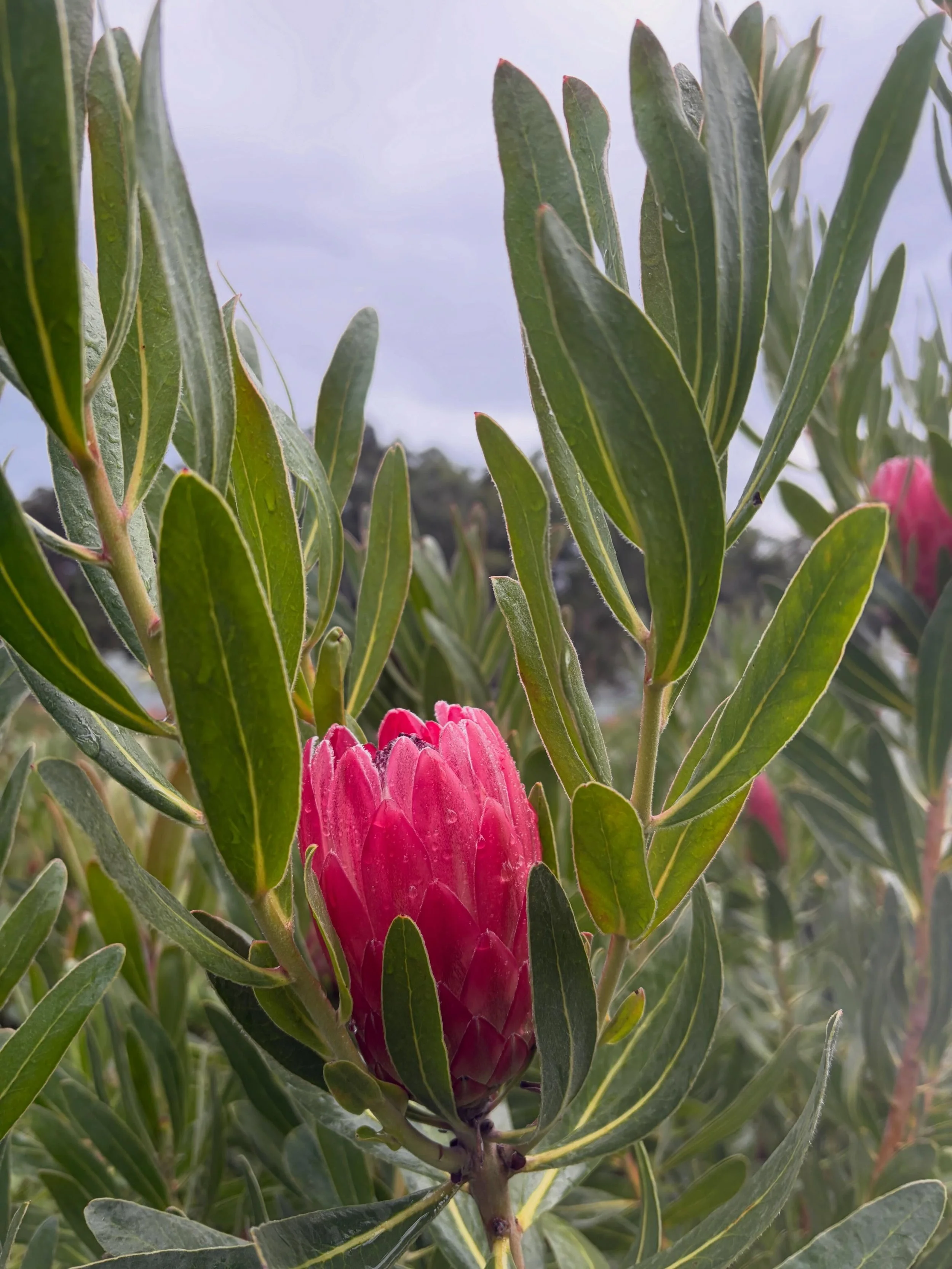 Some recent scenes from the flower farm, before the rains came 🌱🌱

1. Red ice proteas looking like jewels💎 
2. Grandicolors always a fave!
3. Prepping some special blooms for our masterclass workshop (check out link in bio for upcoming classes 💐)