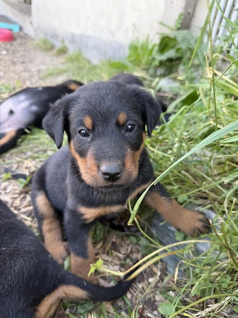 6E6720E5-E650-49E1-9D6F-2C9D7F916B47_1_105_c.jpeg