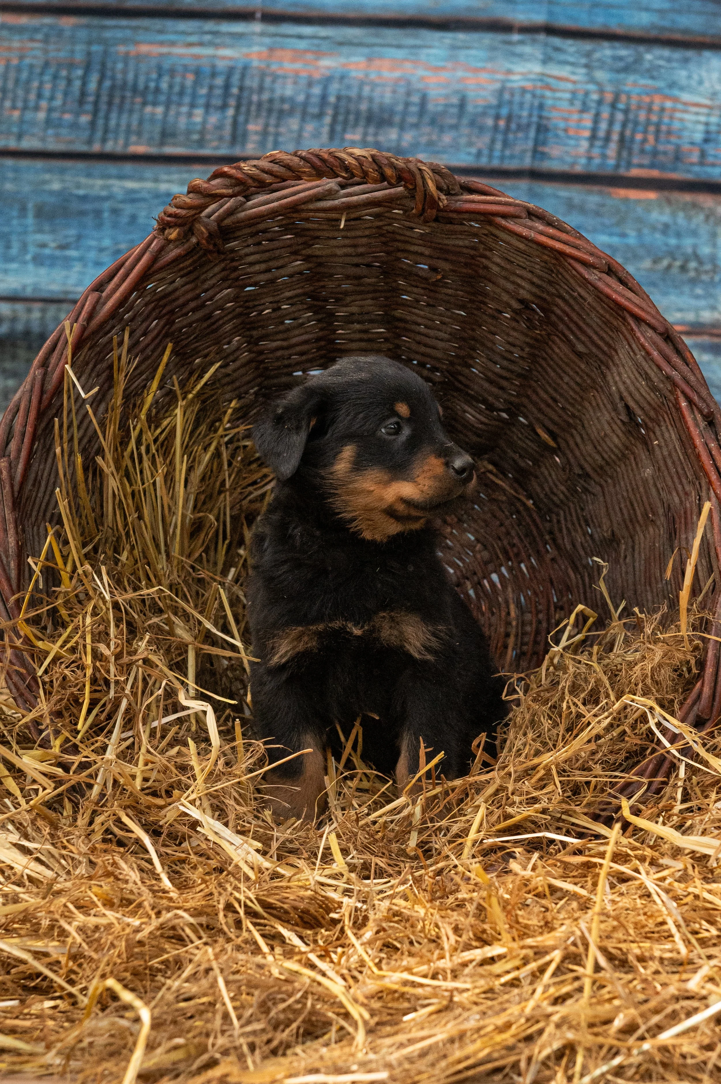 Schwarz Männchen (2).jpg