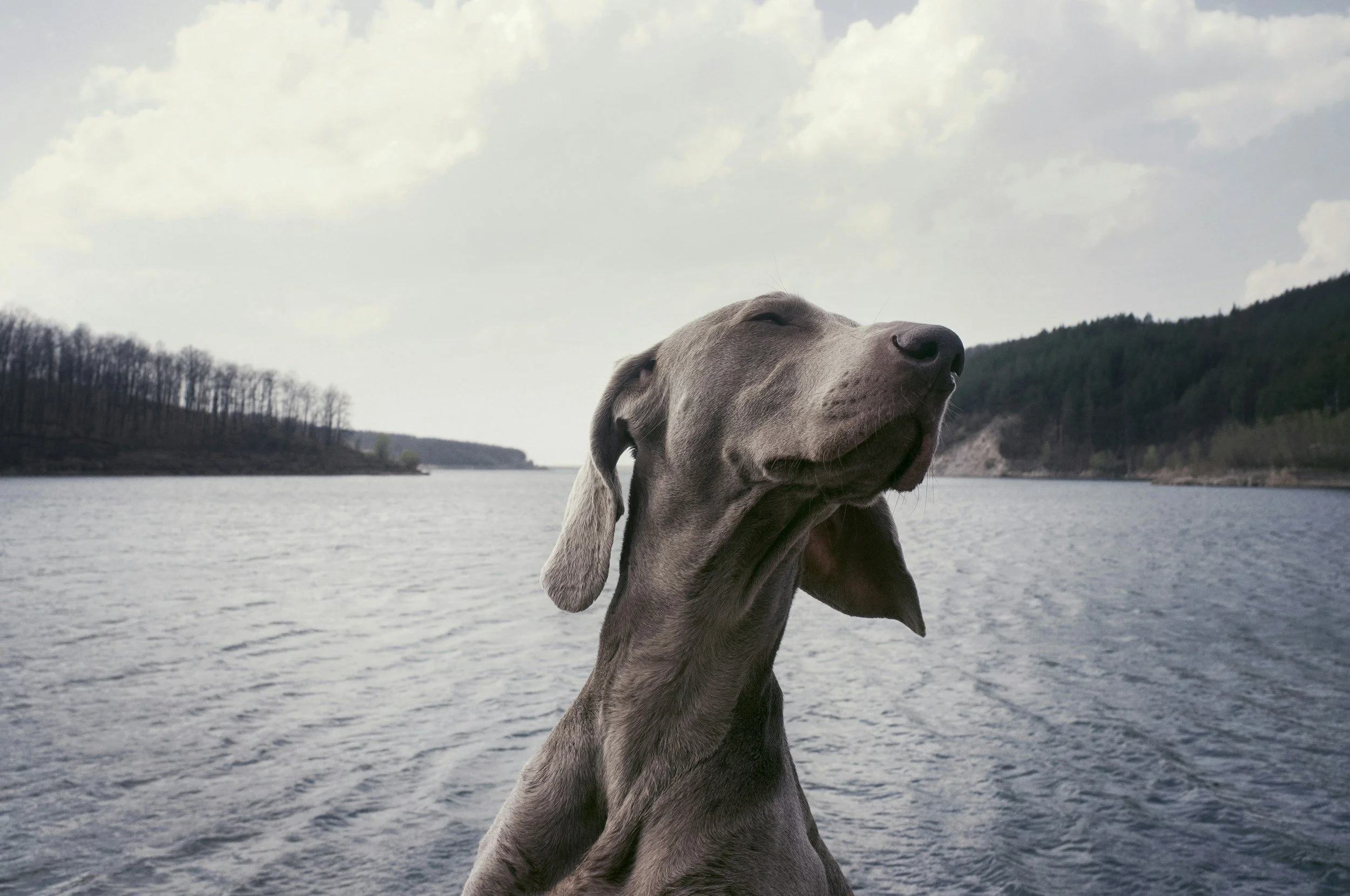 Ein Hund, vermutlich ein Weimaraner, sitzt an einem Fluss mit bewölktem Himmel im Hintergrund.