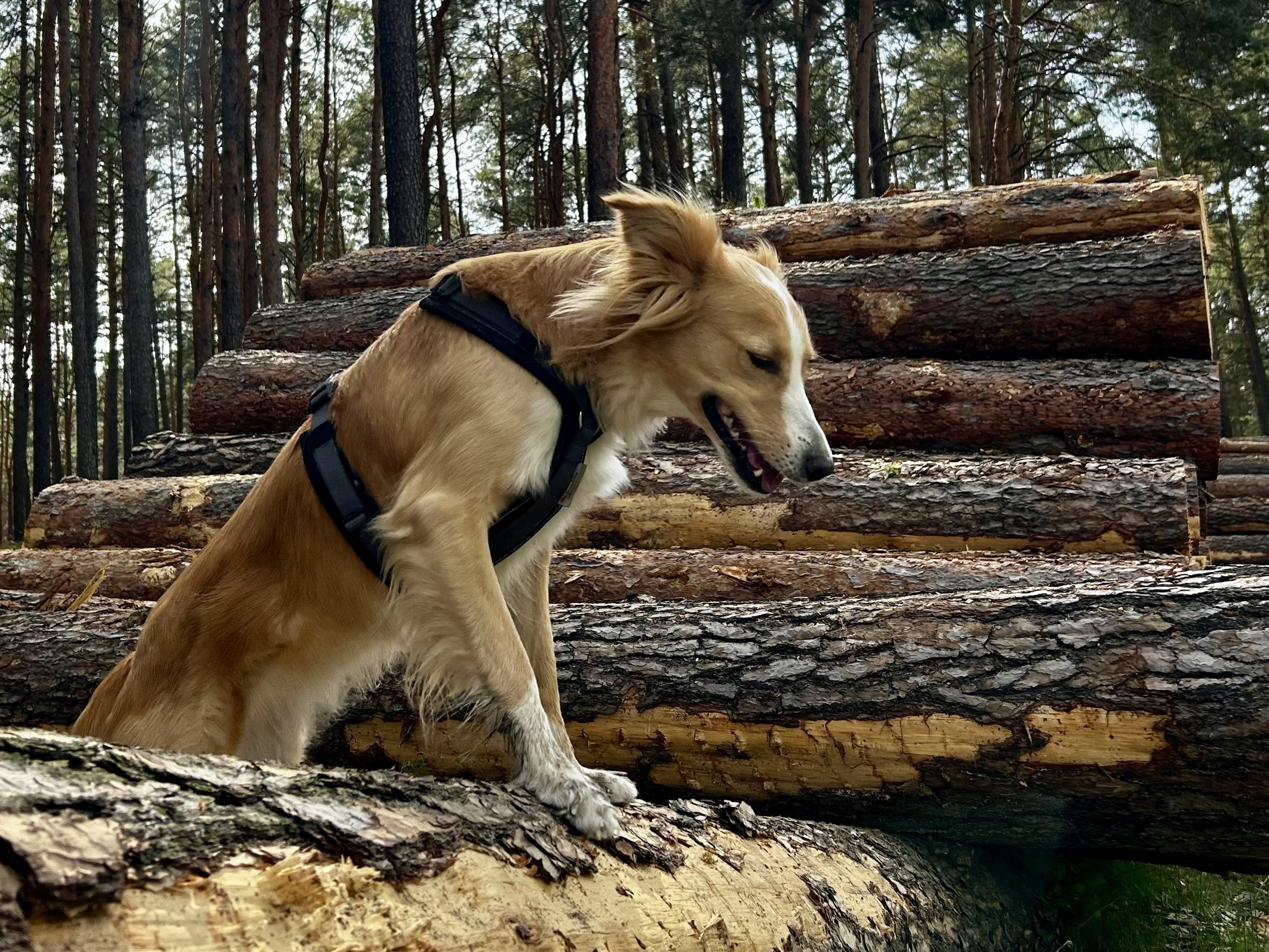 Ein Hund mit einem schwarzen Geschirr sitzt auf gefällten Baumstämmen in einem Wald.