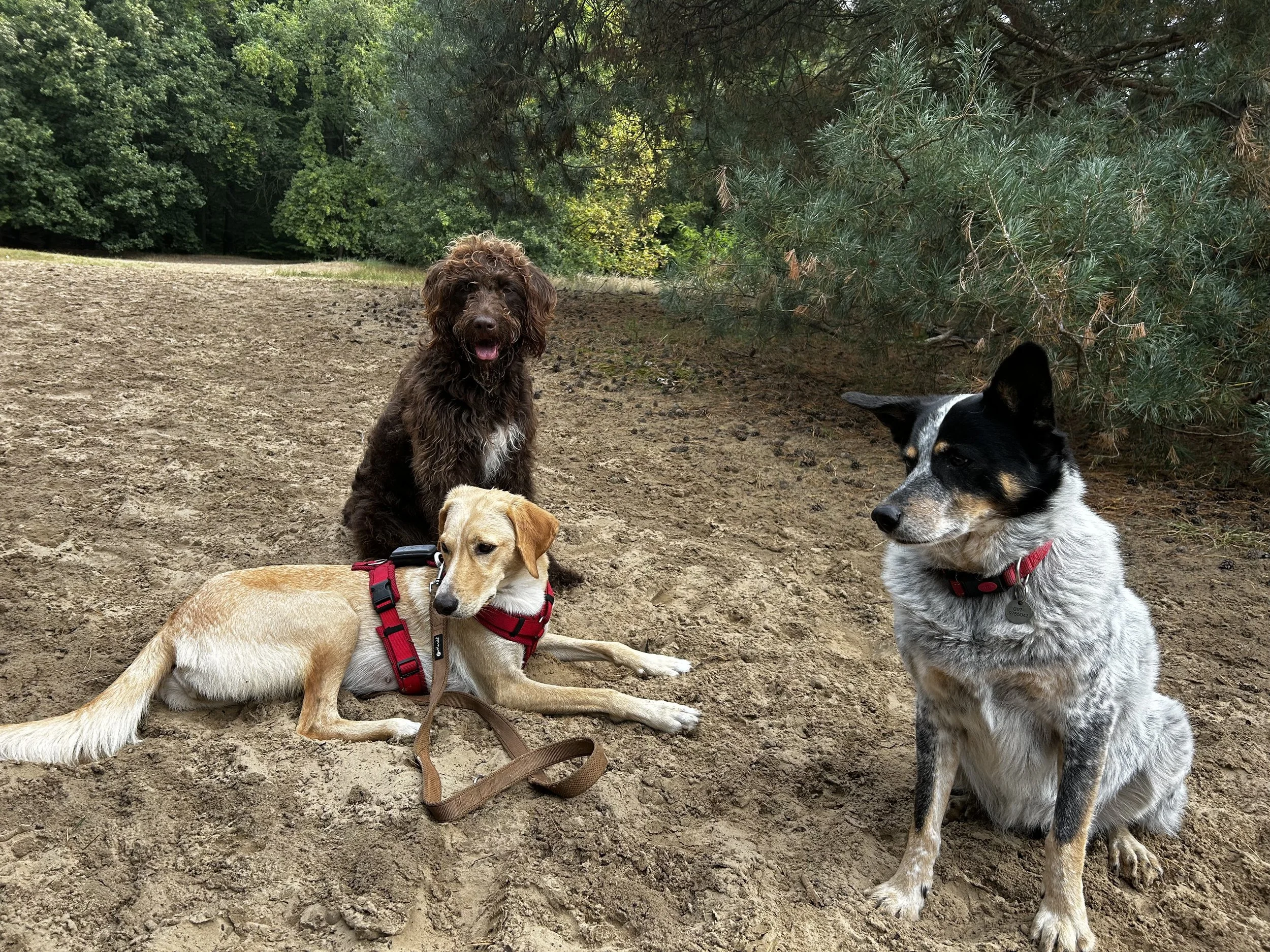 Drei Hunde im Wald, einer liegt, einer sitzt und einer steht, umgeben von Bäumen.