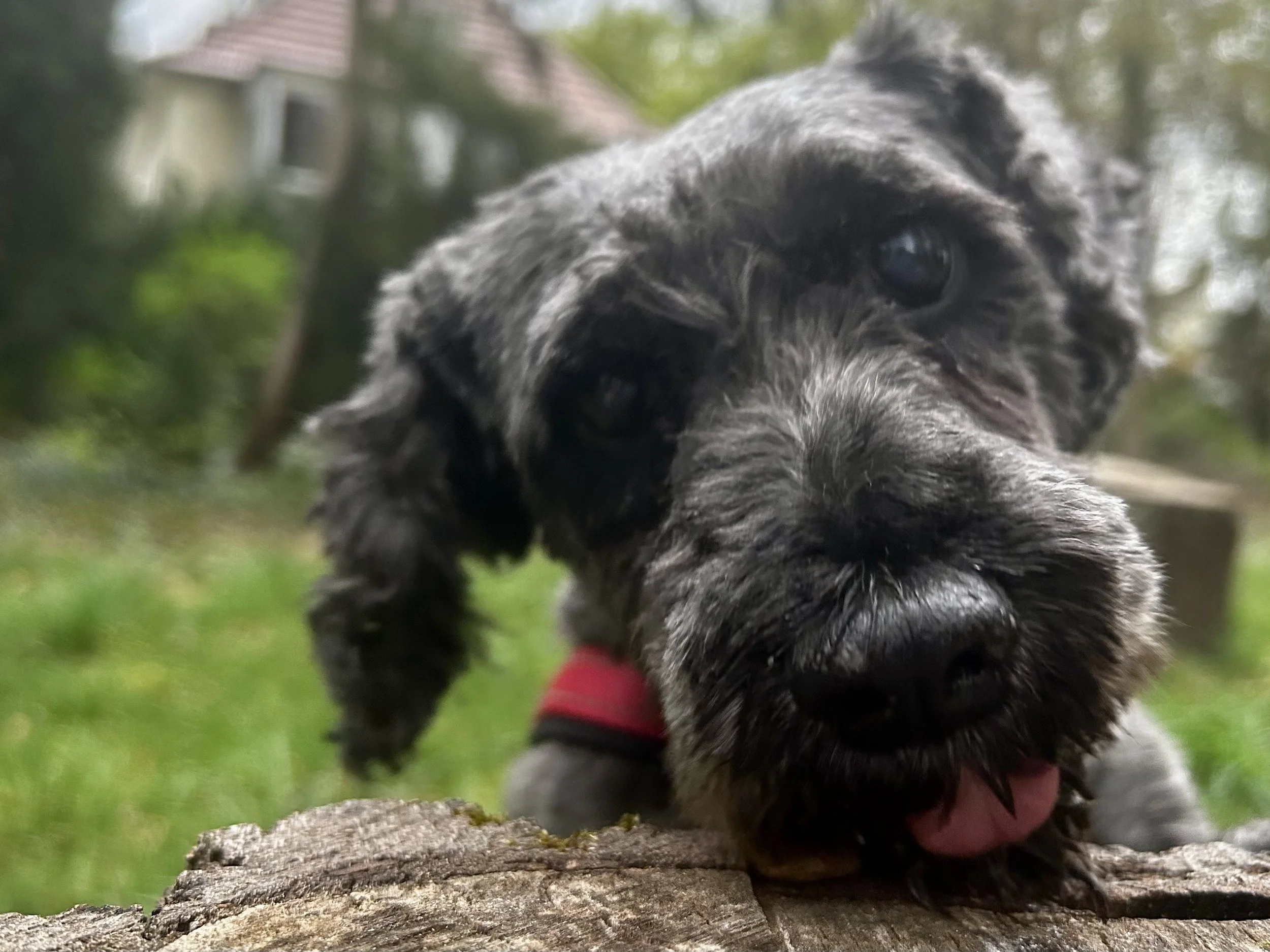Nahaufnahme eines kleinen schwarzen Hundes mit lockigem Fell und pinker Zunge, der auf einem Baumstamm liegt, im Hintergrund grüne Bäume und ein Haus.