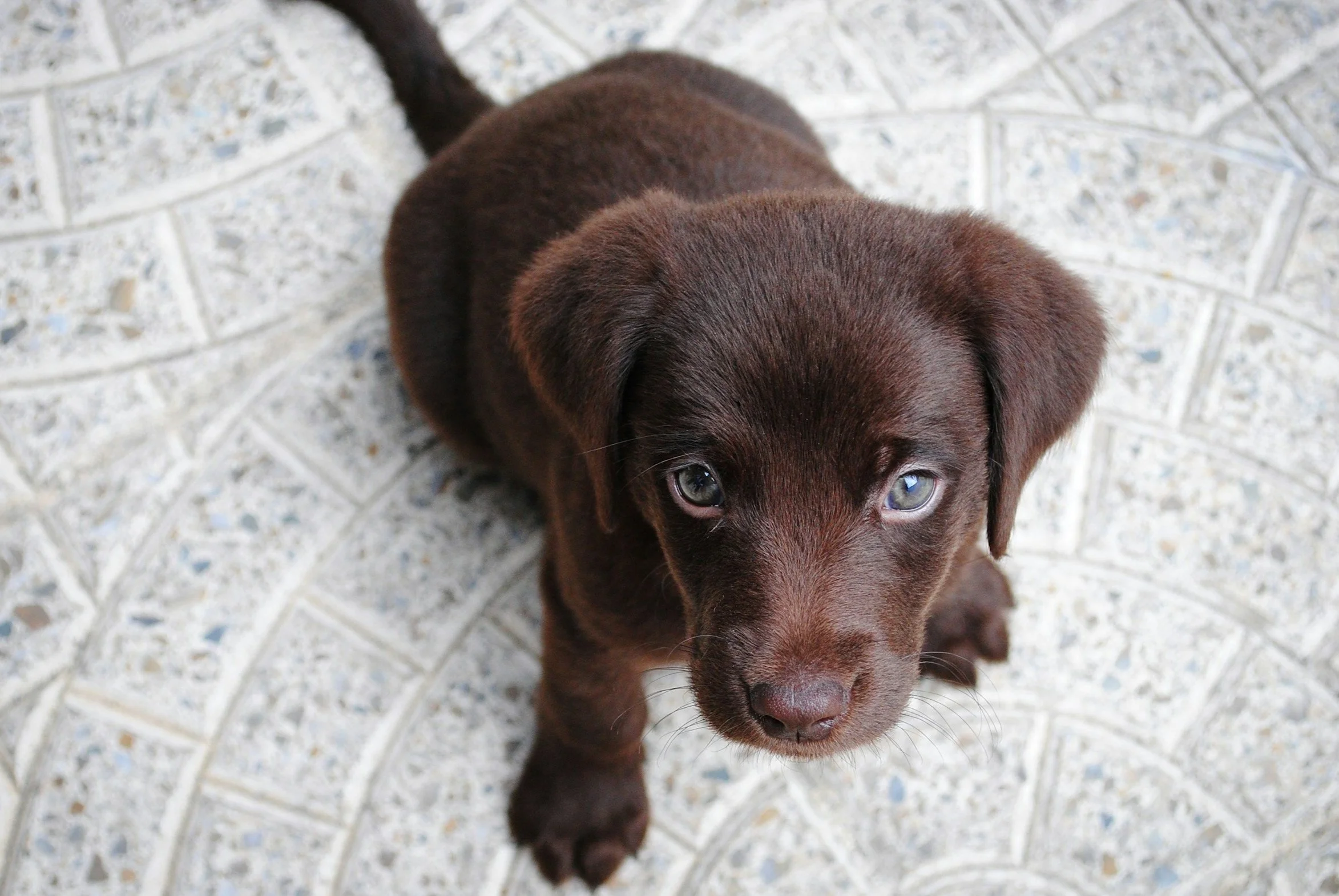Ein brauner Welpe mit blauen Augen sitzt auf einer Steinfliese und schaut nach oben.
