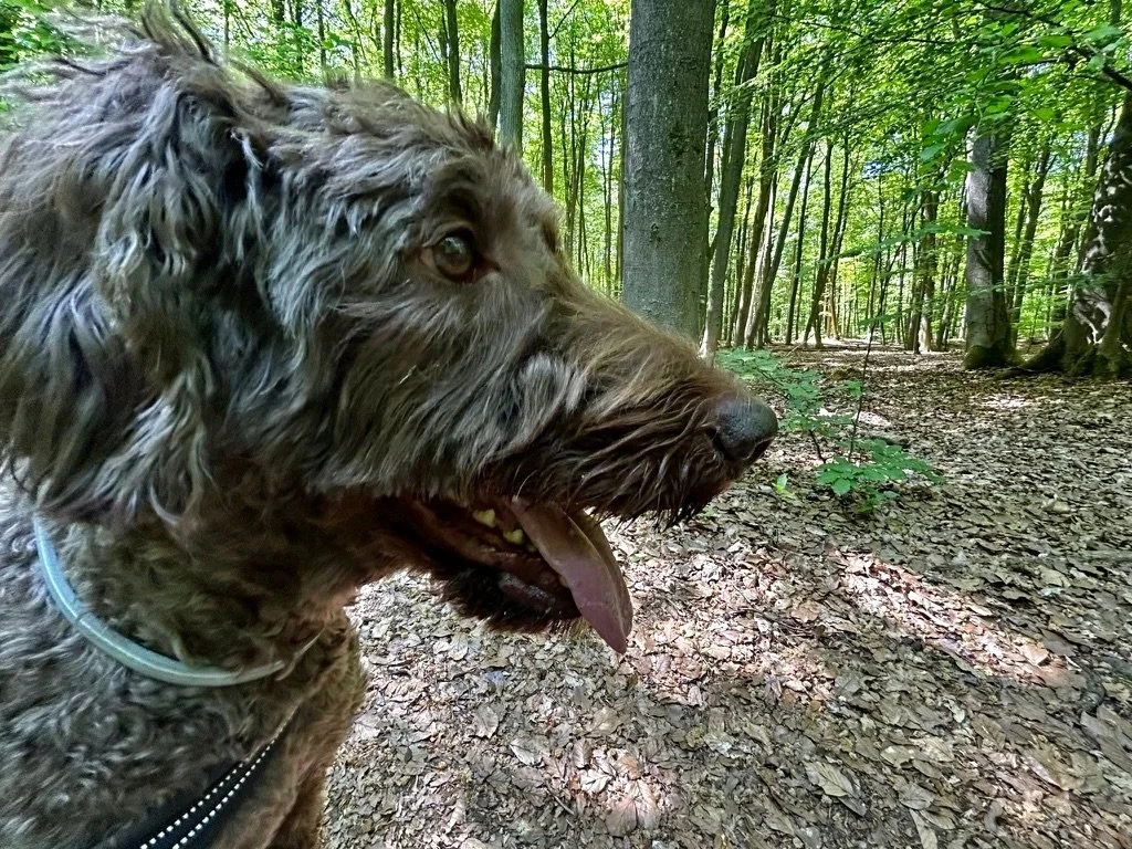 Ein brauner, lockiger Hund mit offener Schnauze und herausgestreckter Zunge steht in einem grünen Wald.