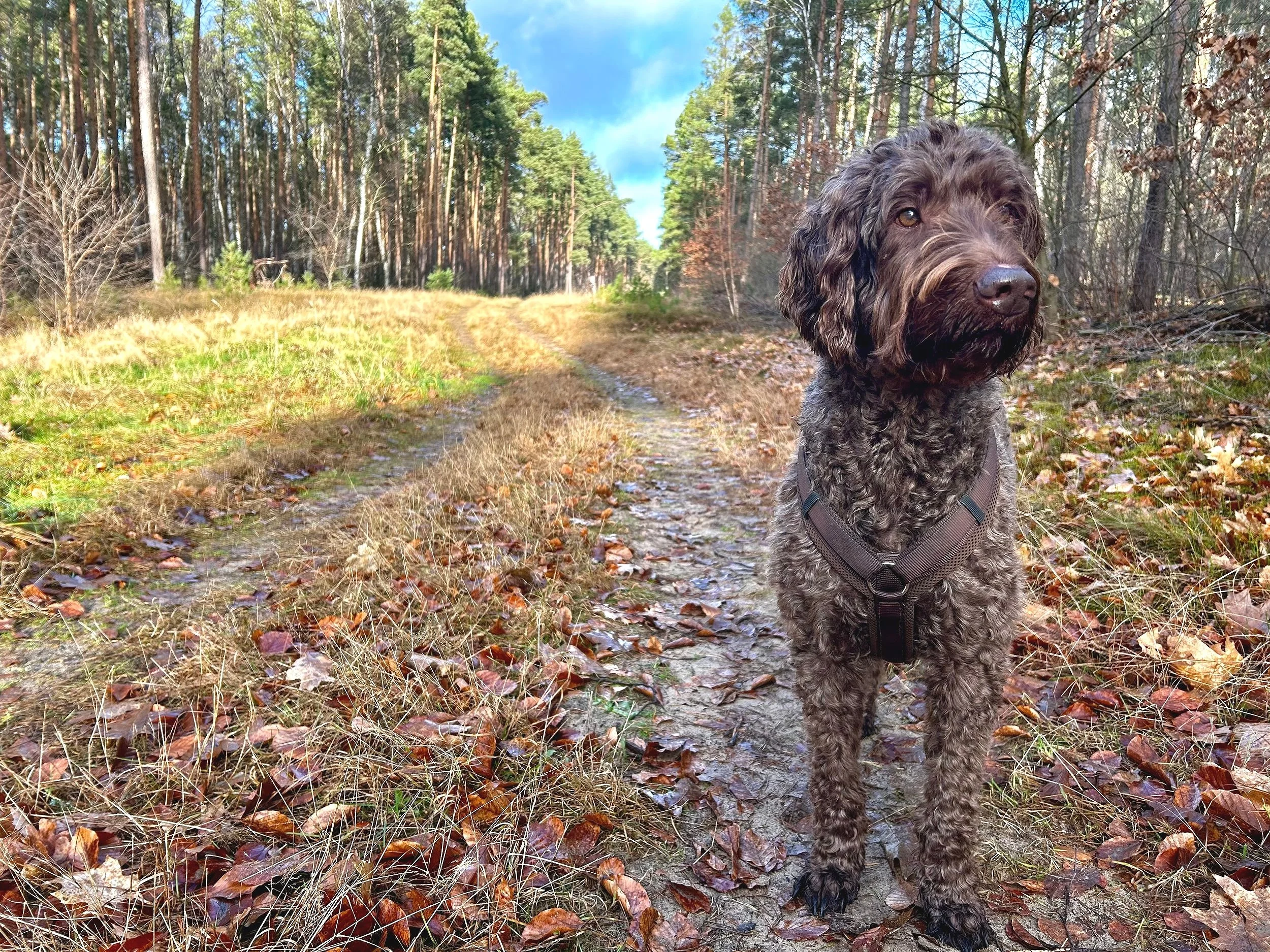 Zufriedener Hund: Ein brauner, lockiger Hund steht auf einem Wanderweg im Wald bei Sonnenschein. Bäume und Blätter sind sichtbar, der Himmel ist blau.