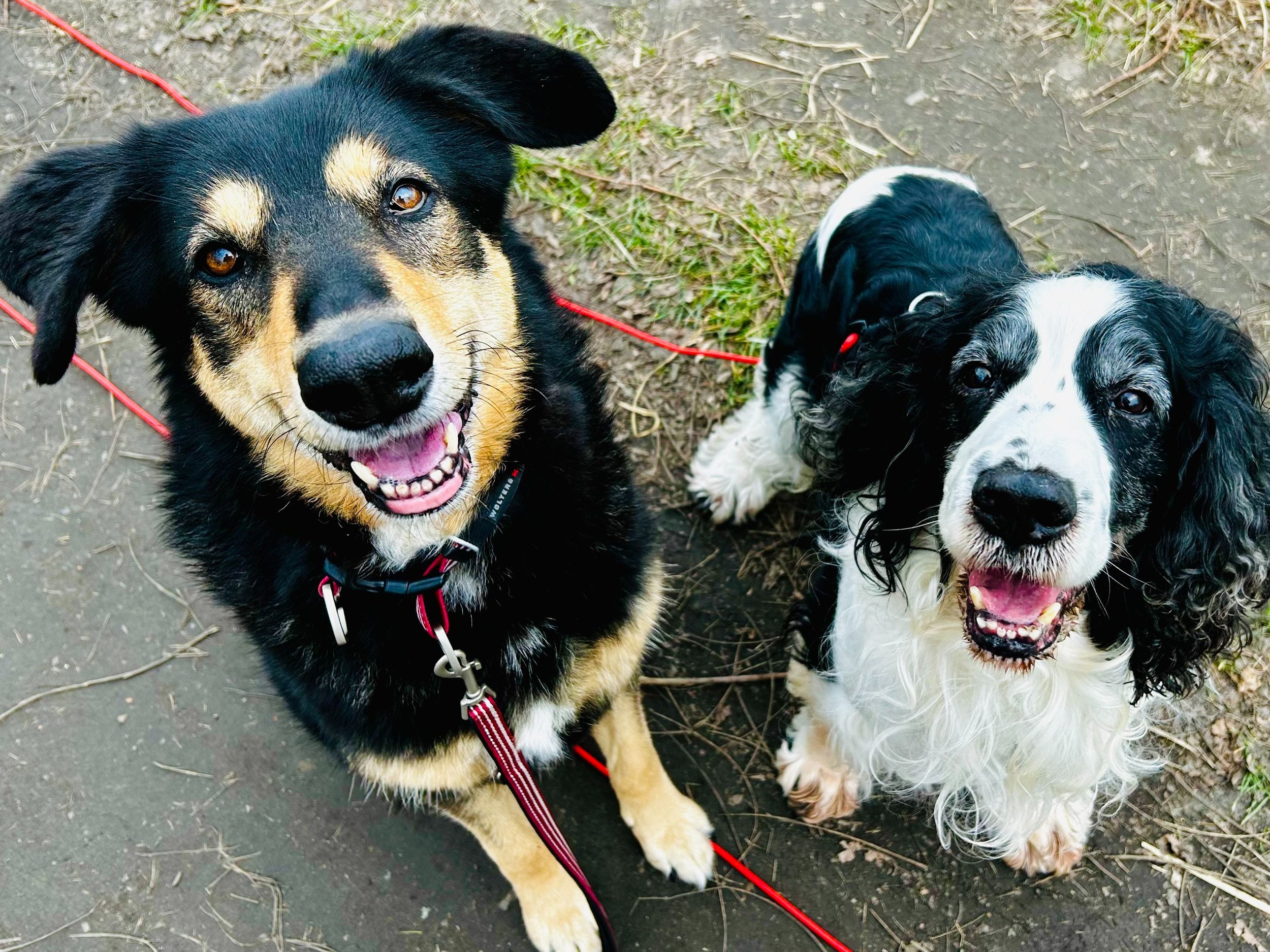Zwei fröhliche Hunde, einer mit schwarzem Fell und braunen Akzenten, der andere mit schwarzen und weißen Locken, sitzen auf einem Weg im Freien.