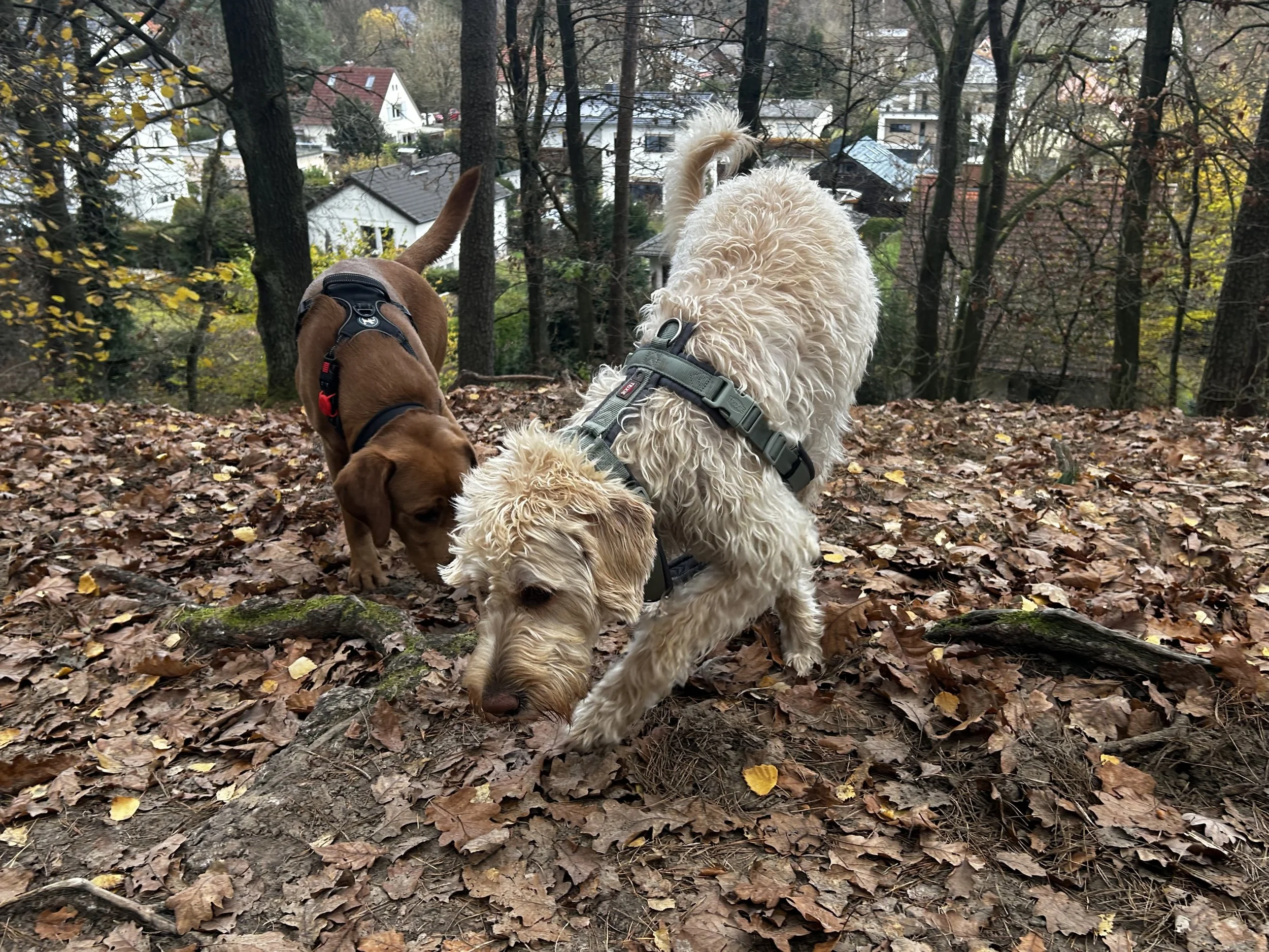 Zwei Labradore im Wald beim Schnüffeln auf einem gefallenen Blatt.