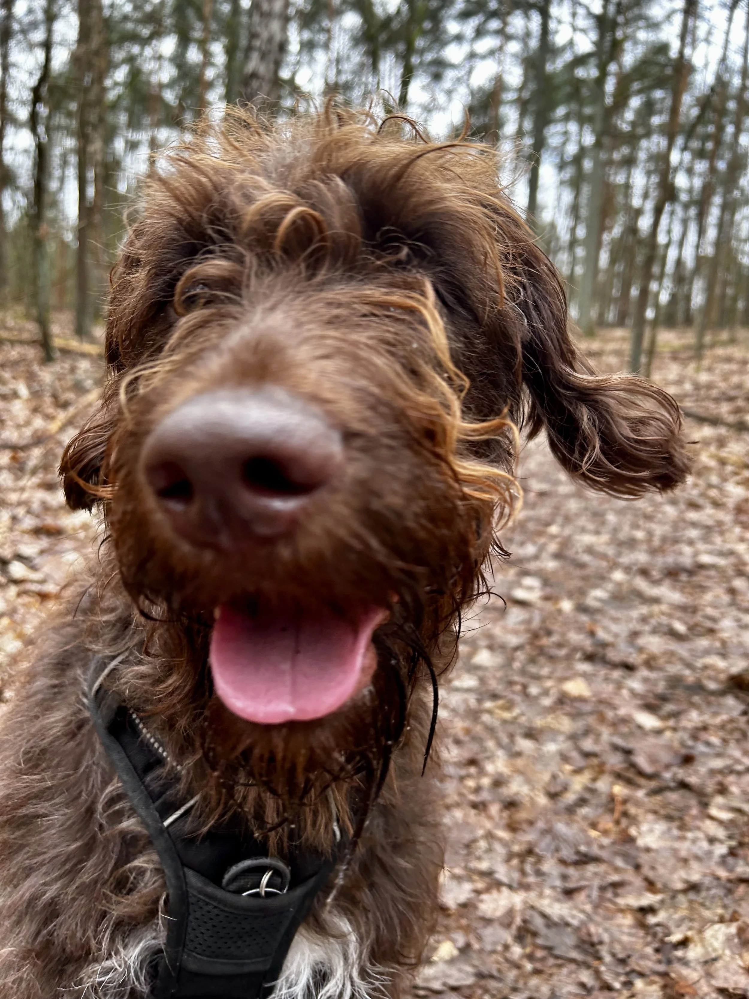 Zufriedener Hund mit lockigem Fell im Wald