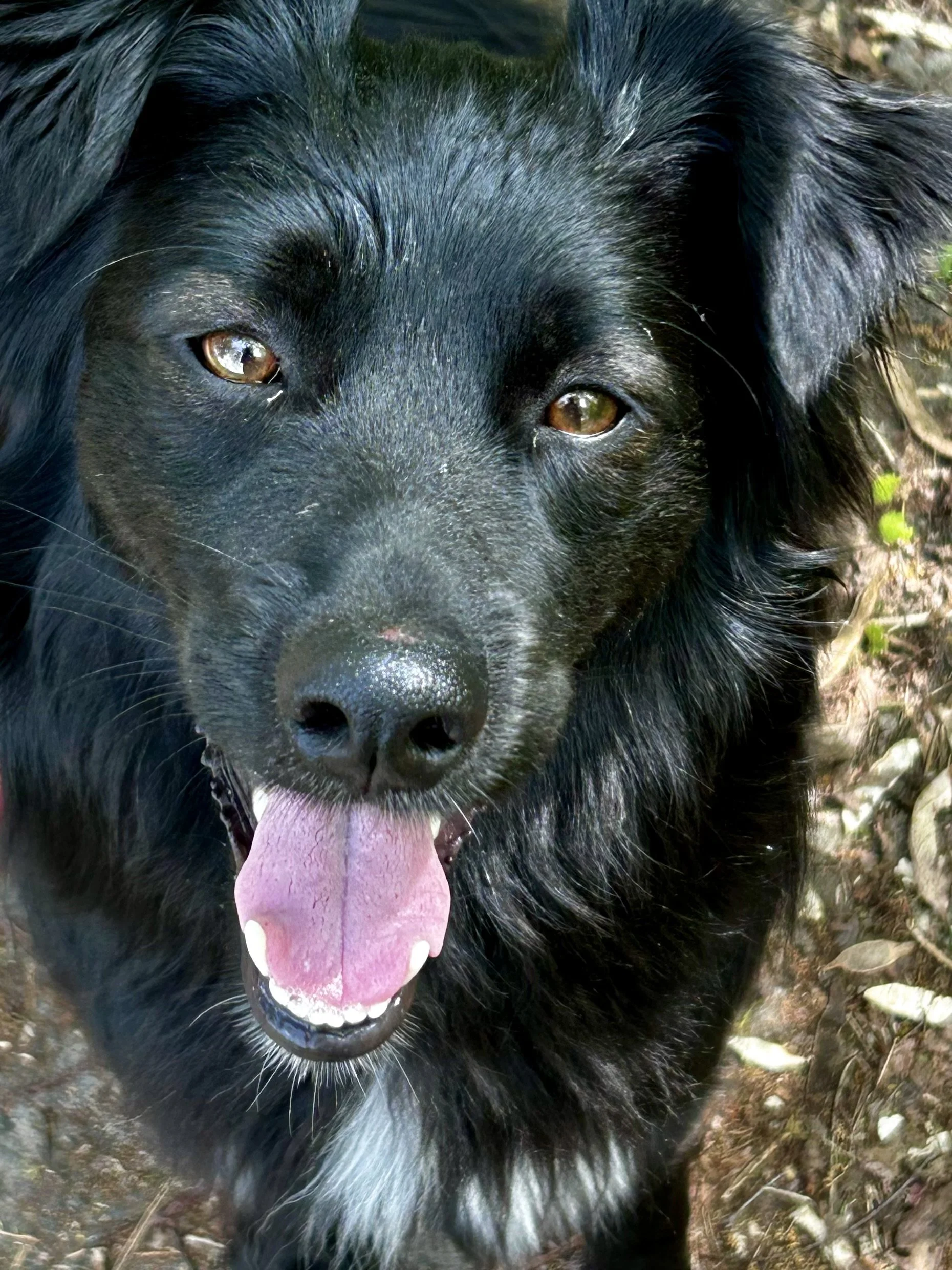 Nahaufnahme eines schwarzen Hundes mit braunen Augen, die Zunge herausstreckt, im Freien auf einem Weg mit Blättern.