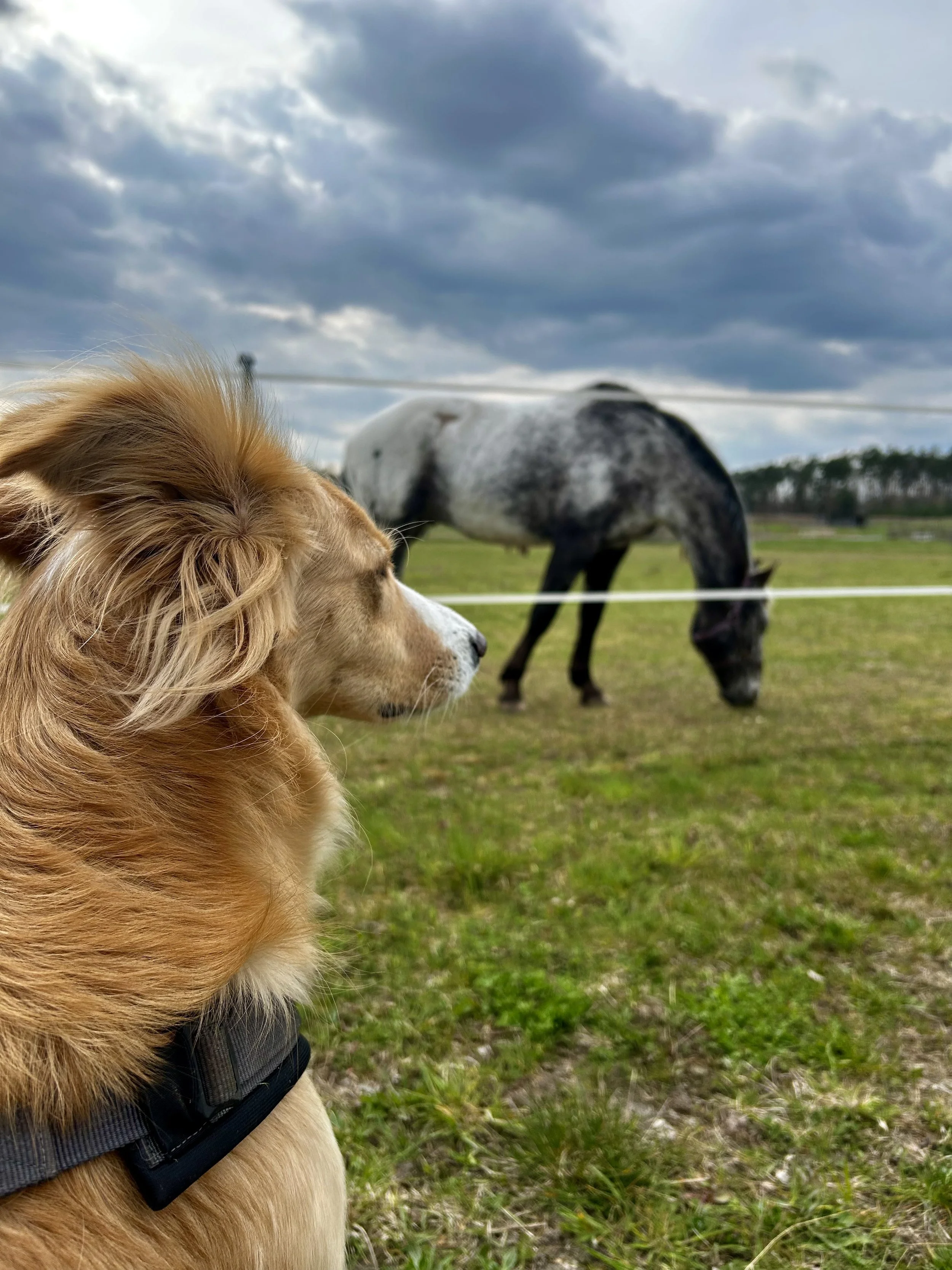 Ein Hund mit goldenem Fell und Halsband schaut auf ein graues Pferd im grünen Feld bei bewölktem Himmel.