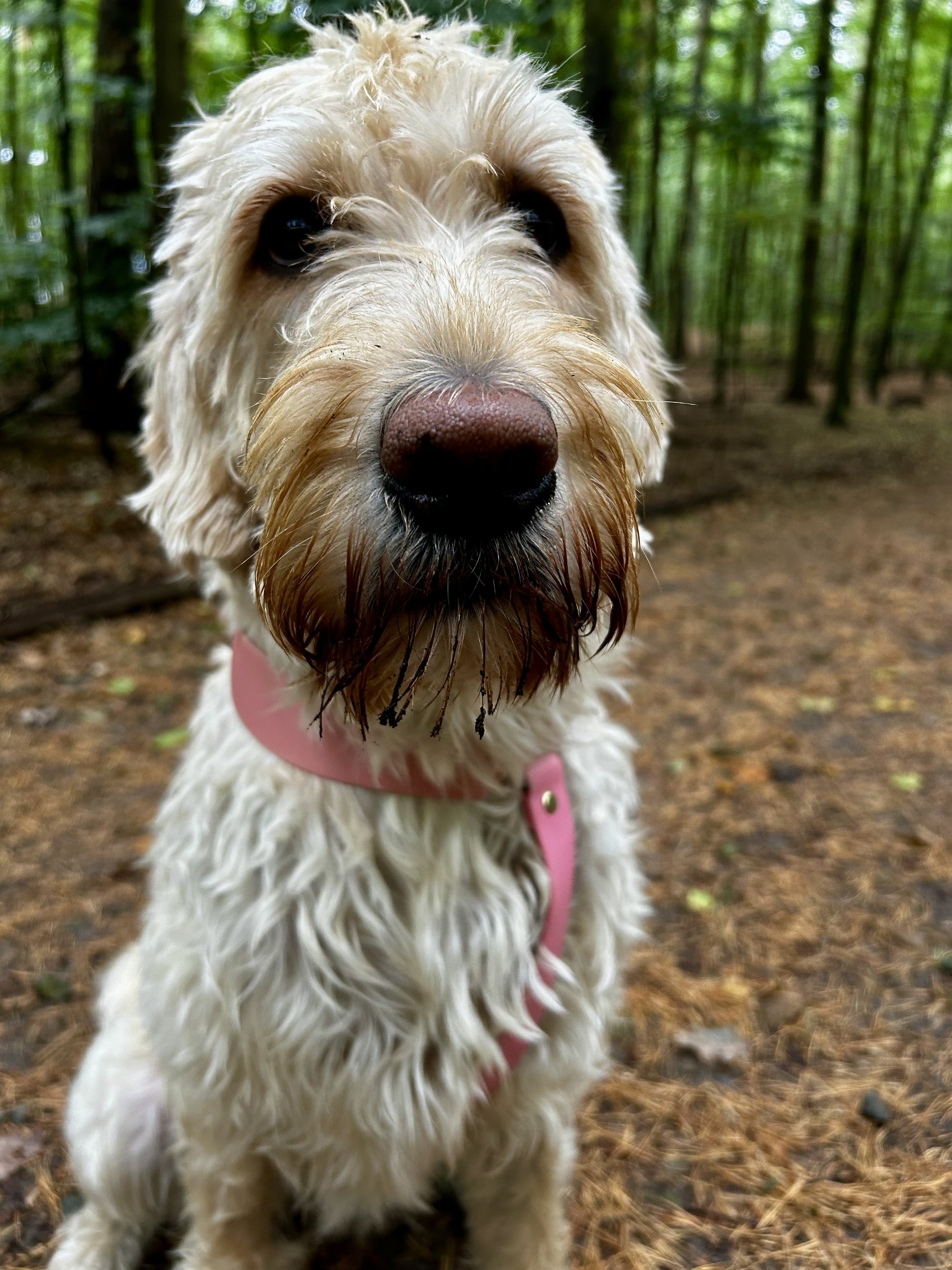 Nahaufnahme eines creamfarbenen Labradoodles im Wald, trägt ein pinkes Halsband.
