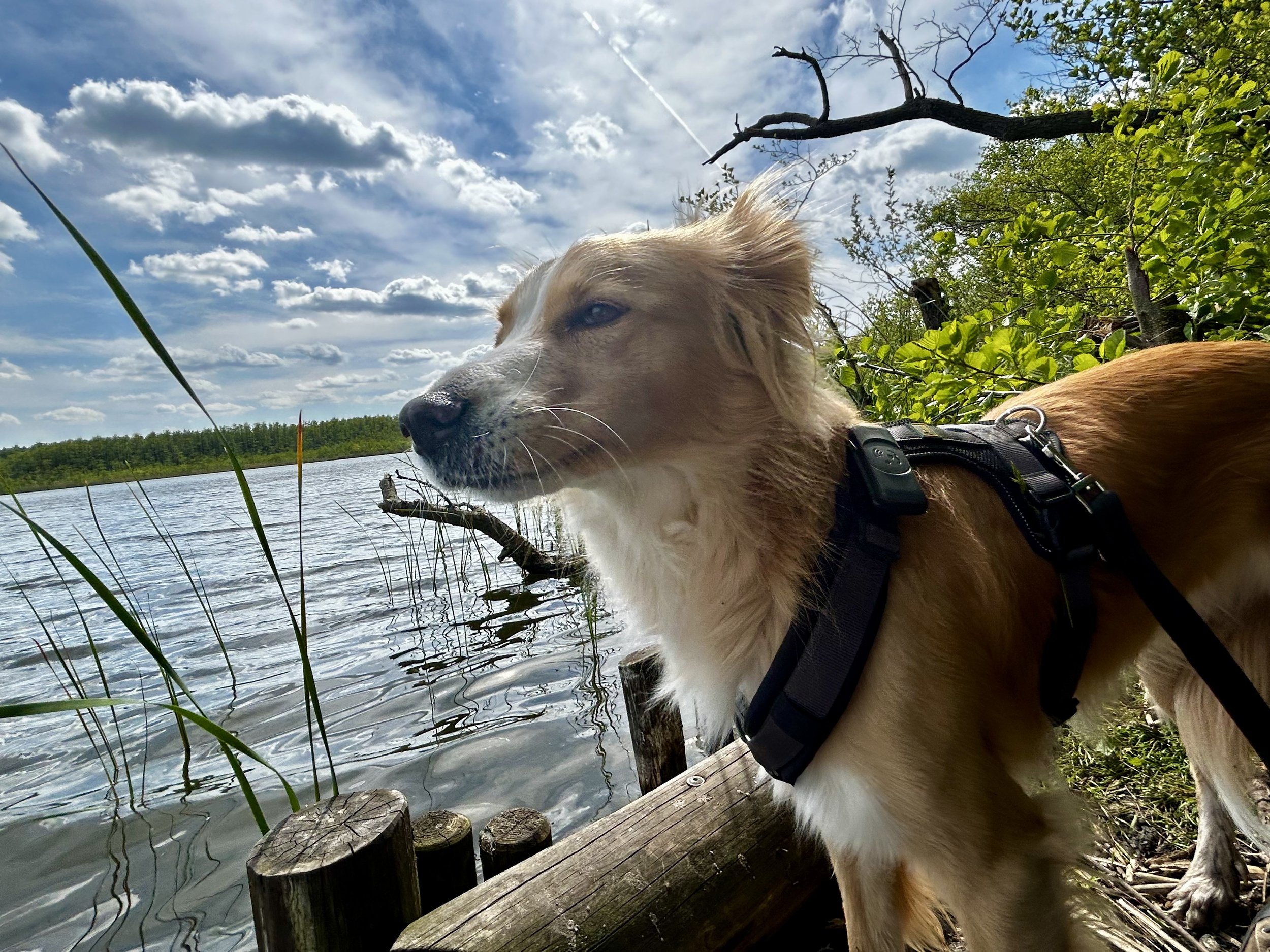 Hund mit Rucksack am Seeufer, umgeben von Bäumen und Wolken am Himmel.