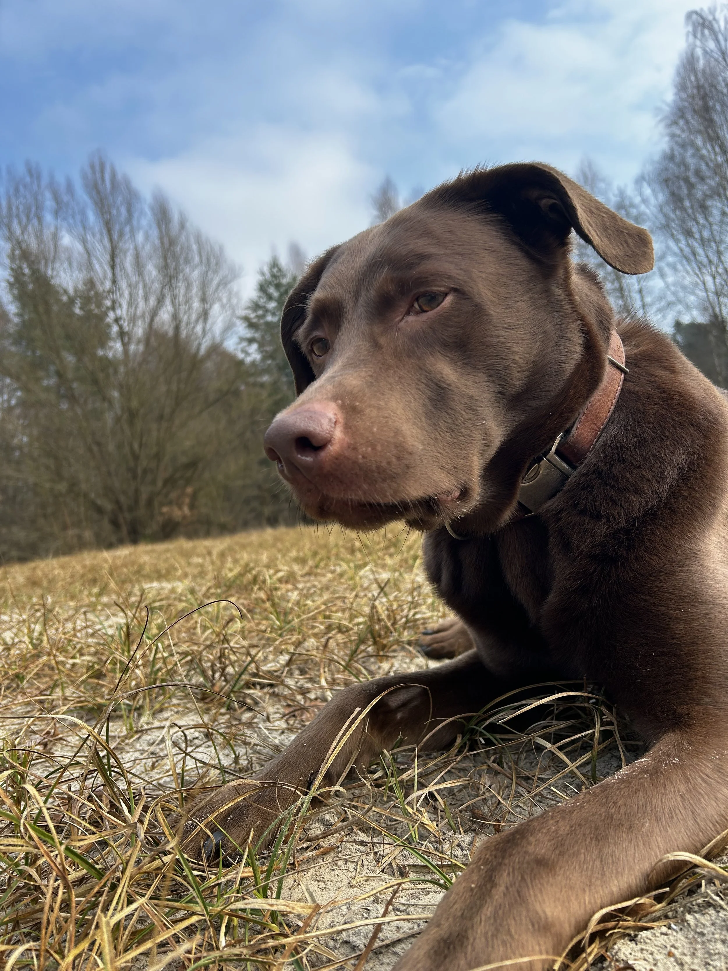 Brauner Hund liegt auf trockenem Gras in der Natur, blauer Himmel, Bäume im Hintergrund.