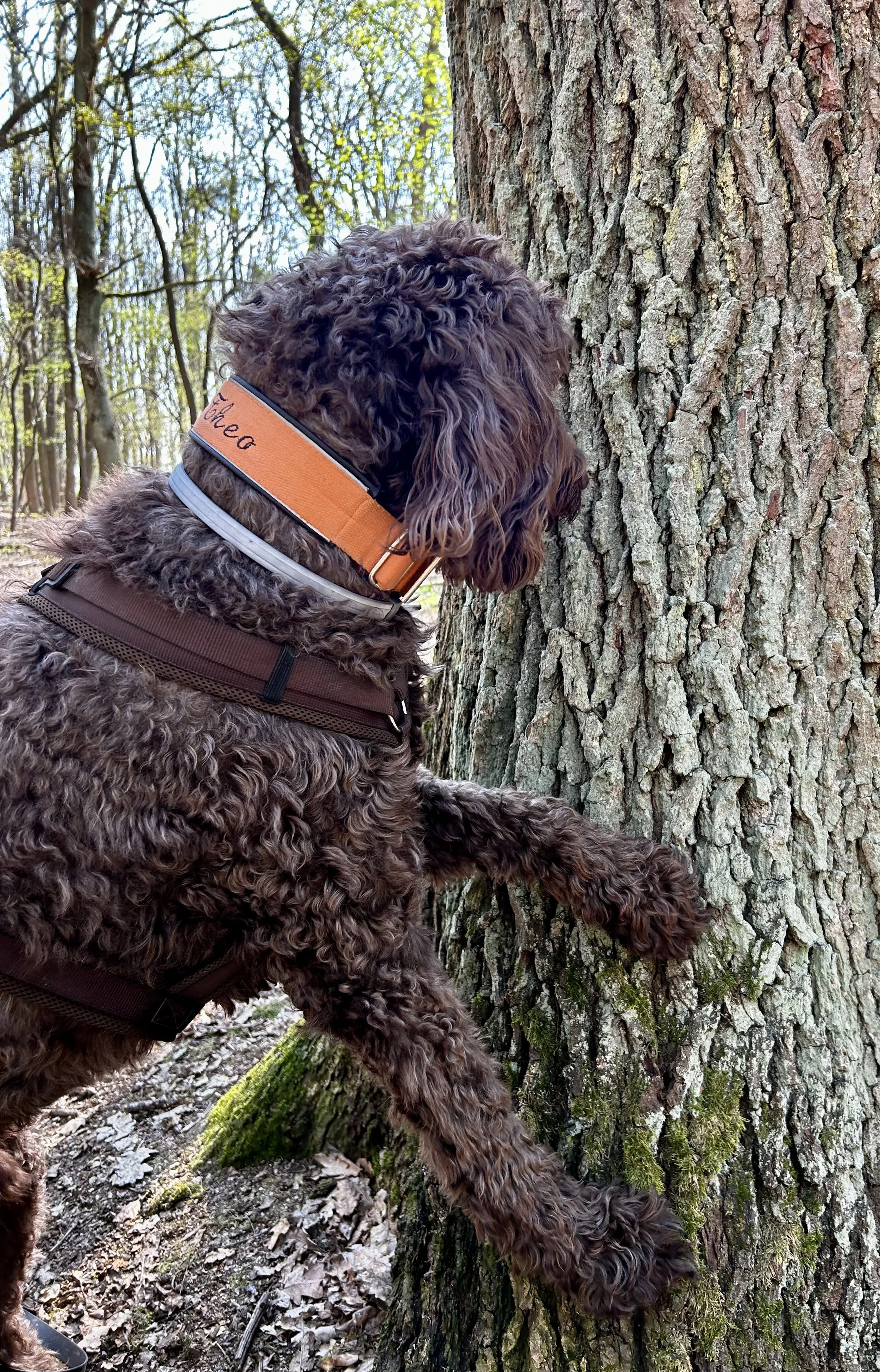 Ein brauner, lockiger Hund steckt seine Pfote an einen Baum im Wald.