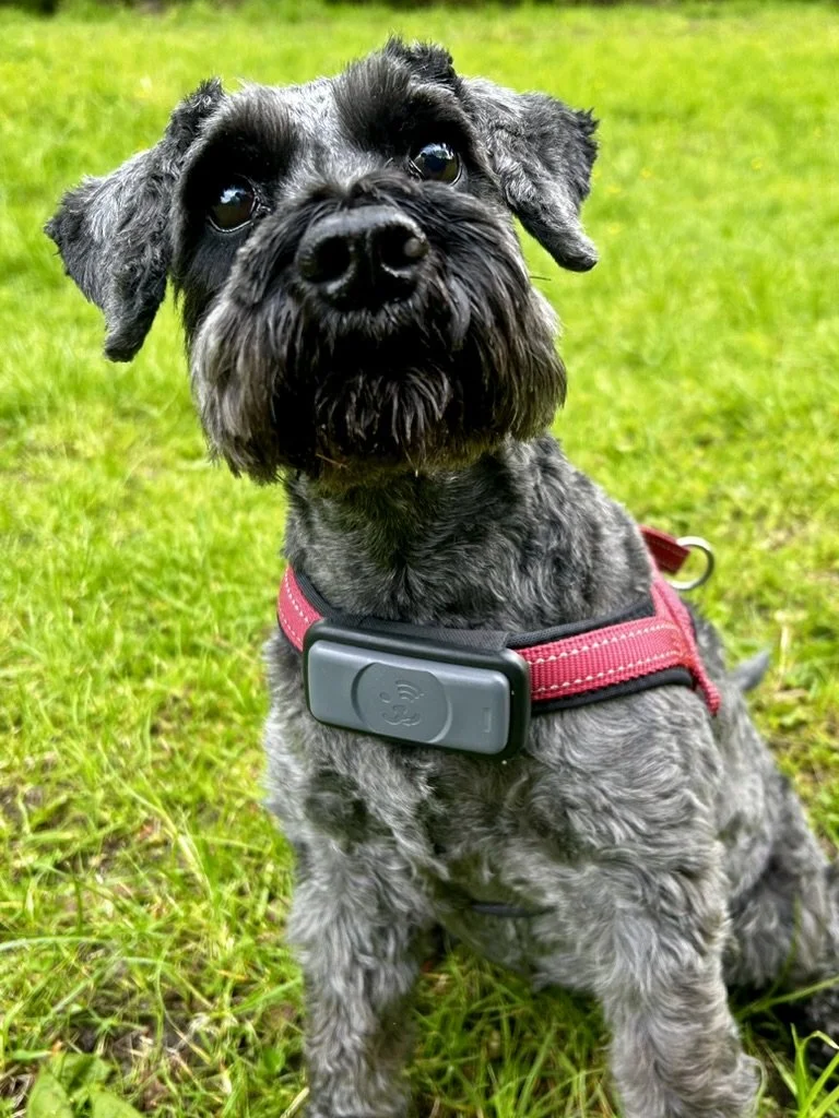 Kleiner schwarzer Hund mit grauem Fell und roter Hundegeschirr sitzt auf grünem Gras im Freien.