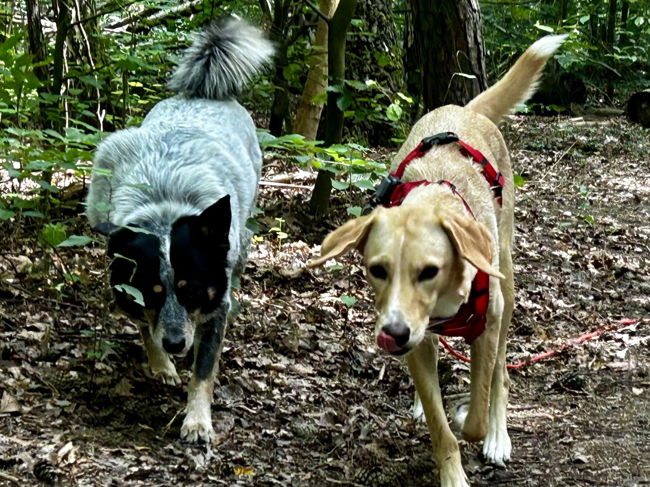 Zwei Hunde gehen im Wald auf dem Boden voller Laub.