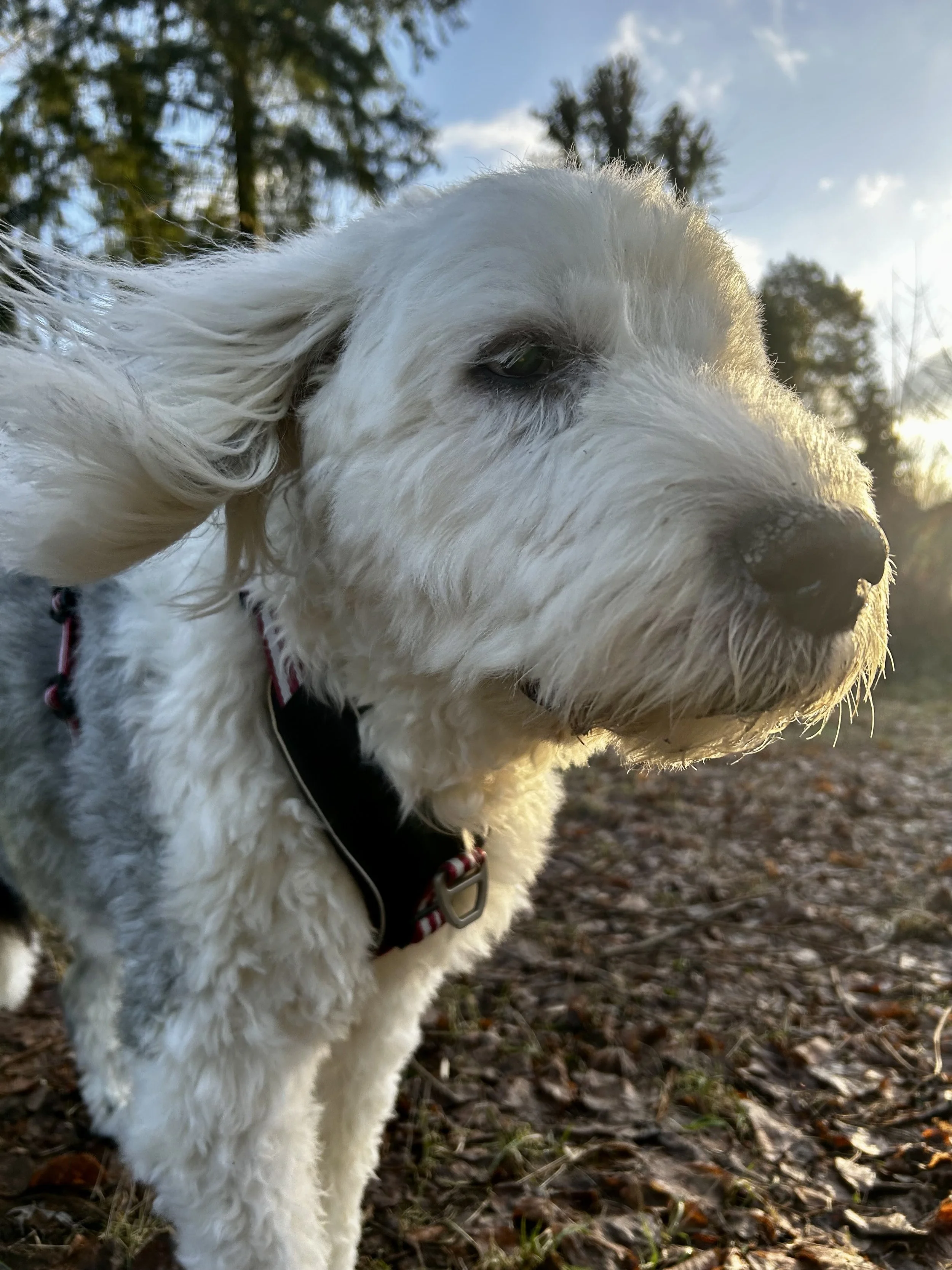 Nahaufnahme eines weißen Hundes mit langen Ohren im Freien bei Sonnenuntergang.