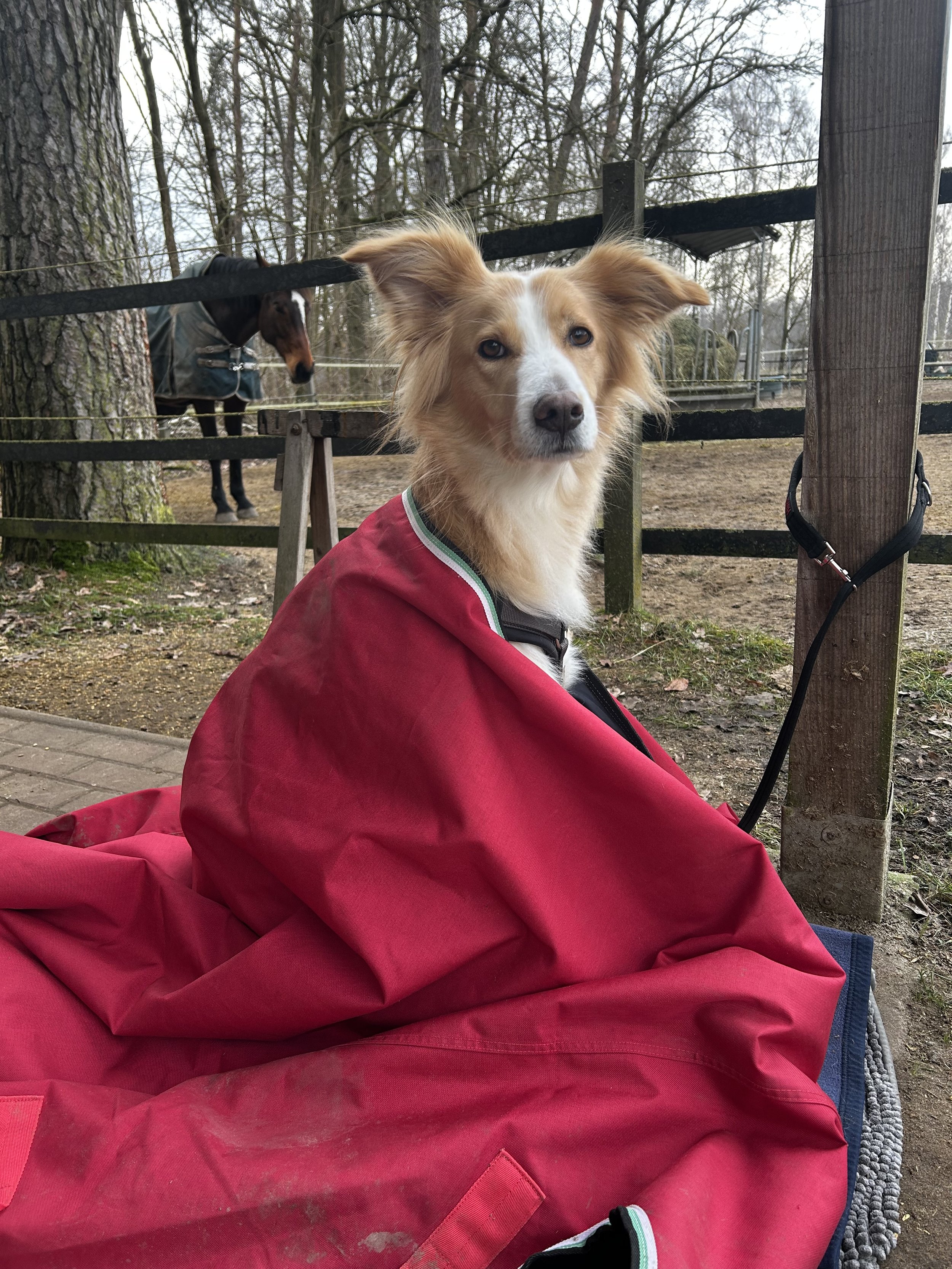 Ein Hund mit goldenem Fell und weißen Abzeichen sitzt auf einem roten Decken unter Bäumen im Freien, im Hintergrund sieht man ein weiteres Tier in einer Hütte.