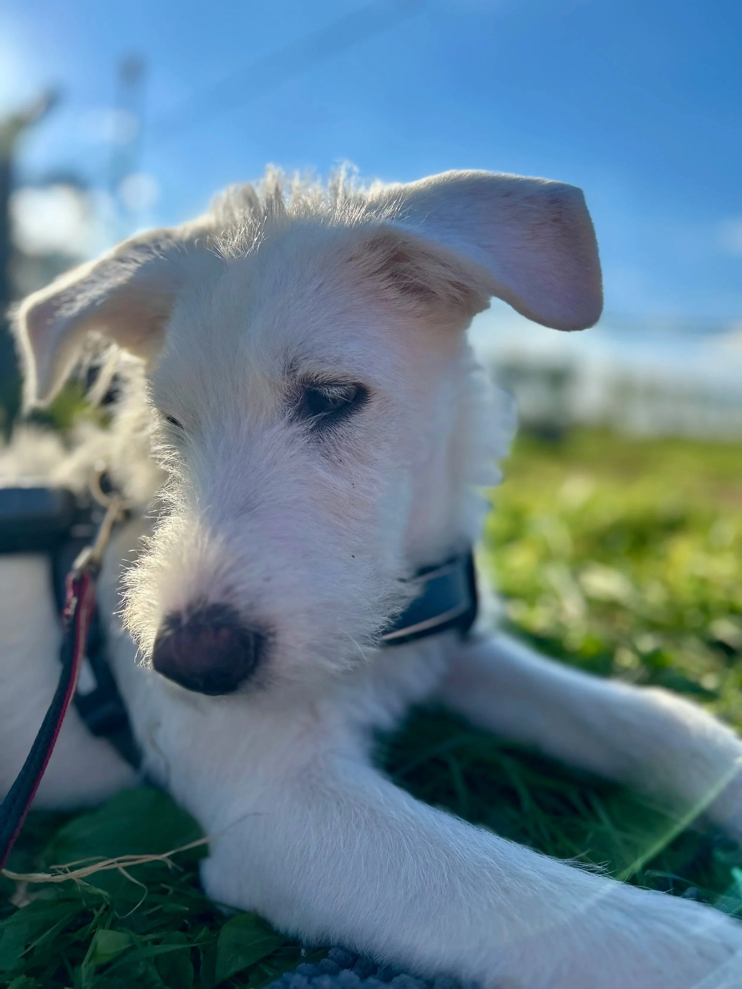 Ein weißer Welpe liegt auf Gras im Freien, mit einem blauen Himmel im Hintergrund.