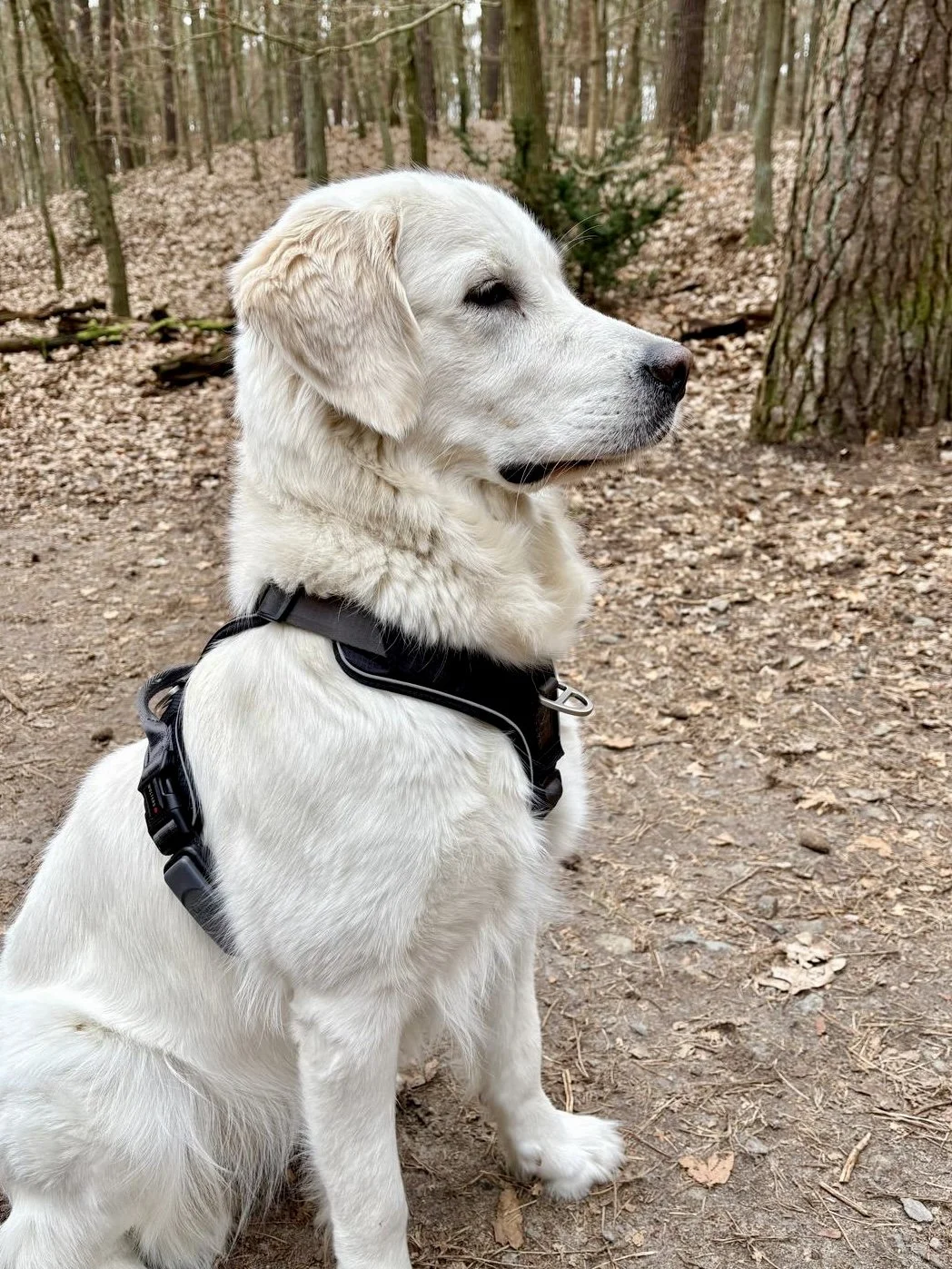 Ein Golden Retriever Welpe sitzt aufmerksam im Wald, trägt ein schwarzes Geschirr, umgeben von Bäumen und Laub auf dem Boden.