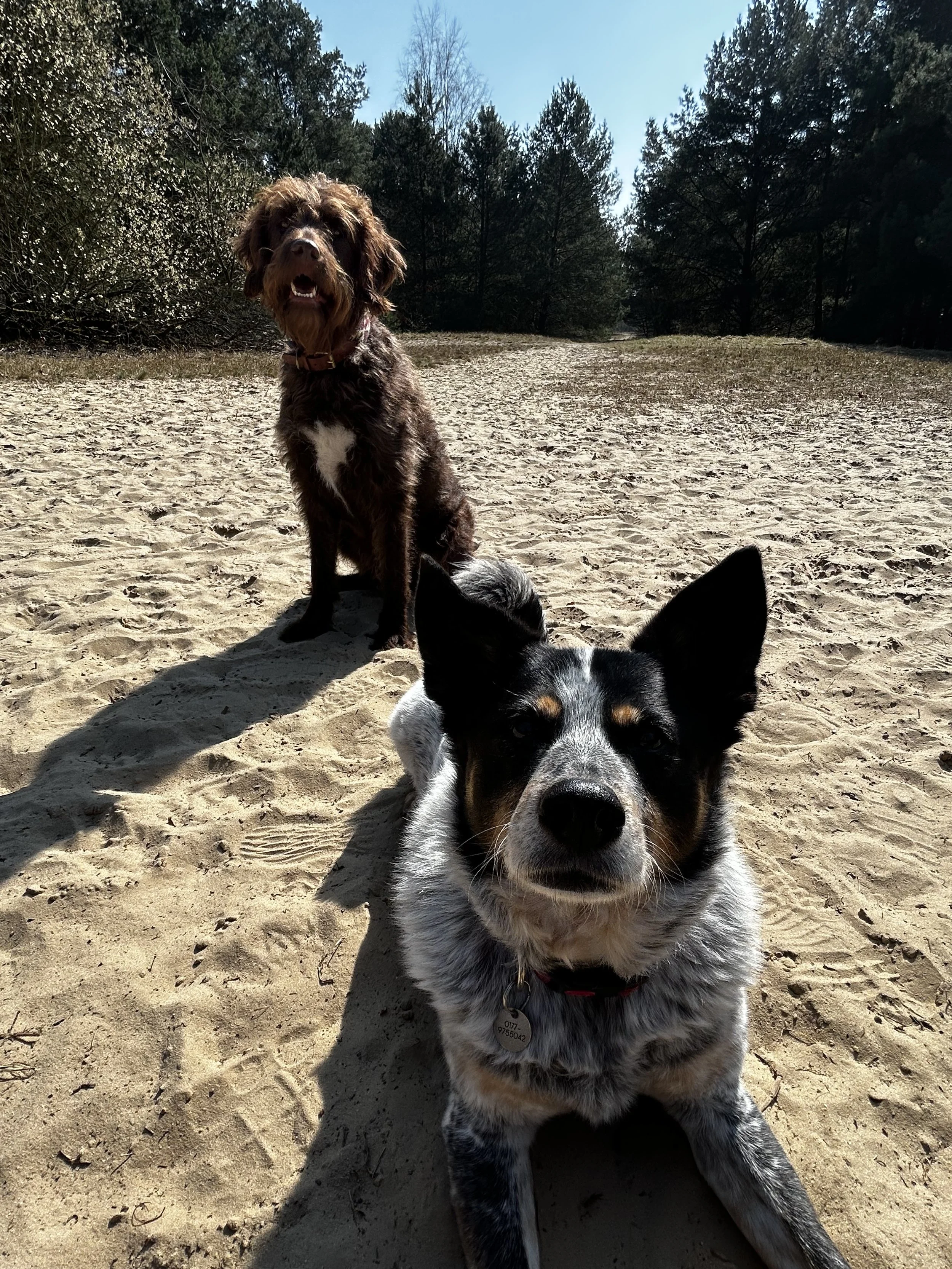 Zwei Hunde sitzen auf einem Sandweg in einem Waldgebiet, der eine vorne schräg nach oben, der andere hinten sitzend im Hintergrund.