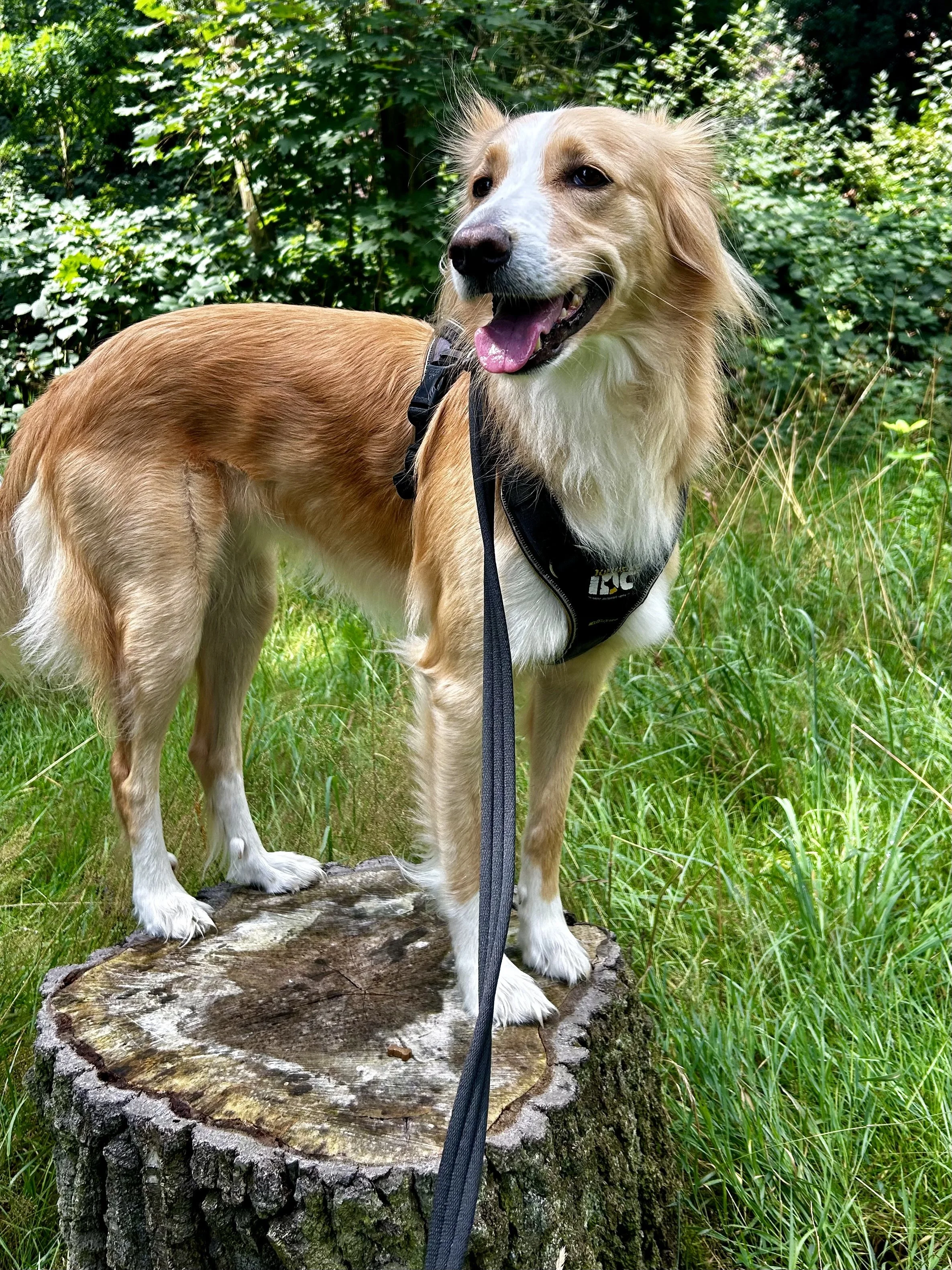 Ein Hund steht auf einem Baumstumpf im Grünen, trägt ein Geschirr und ist in einem Waldgebiet.